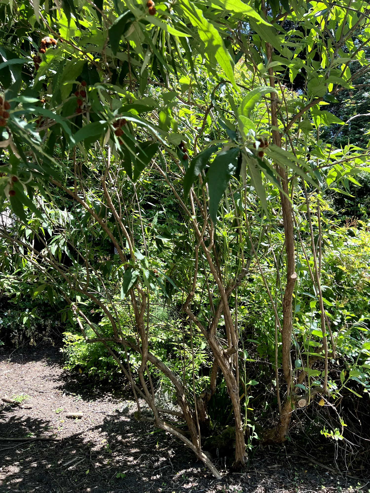 Buddleja globosa, globe butterfly bush — upright semi-evergreen (Scrophulariaceae) (image 2 of 15)