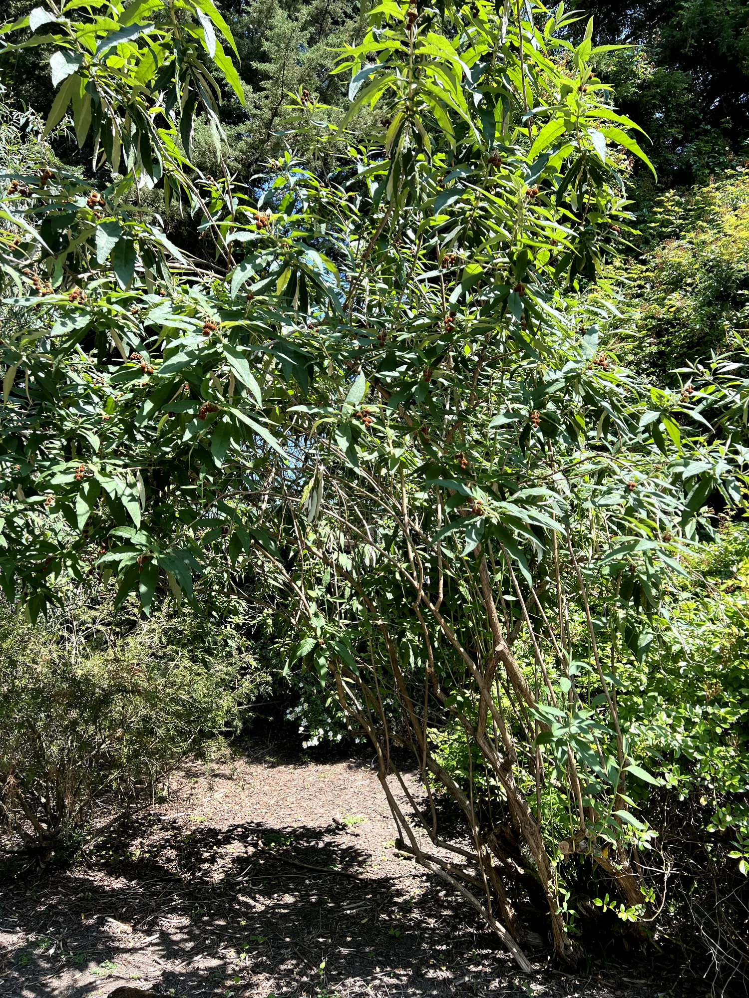 Buddleja globosa, globe butterfly bush — upright semi-evergreen (Scrophulariaceae) (image 3 of 15)