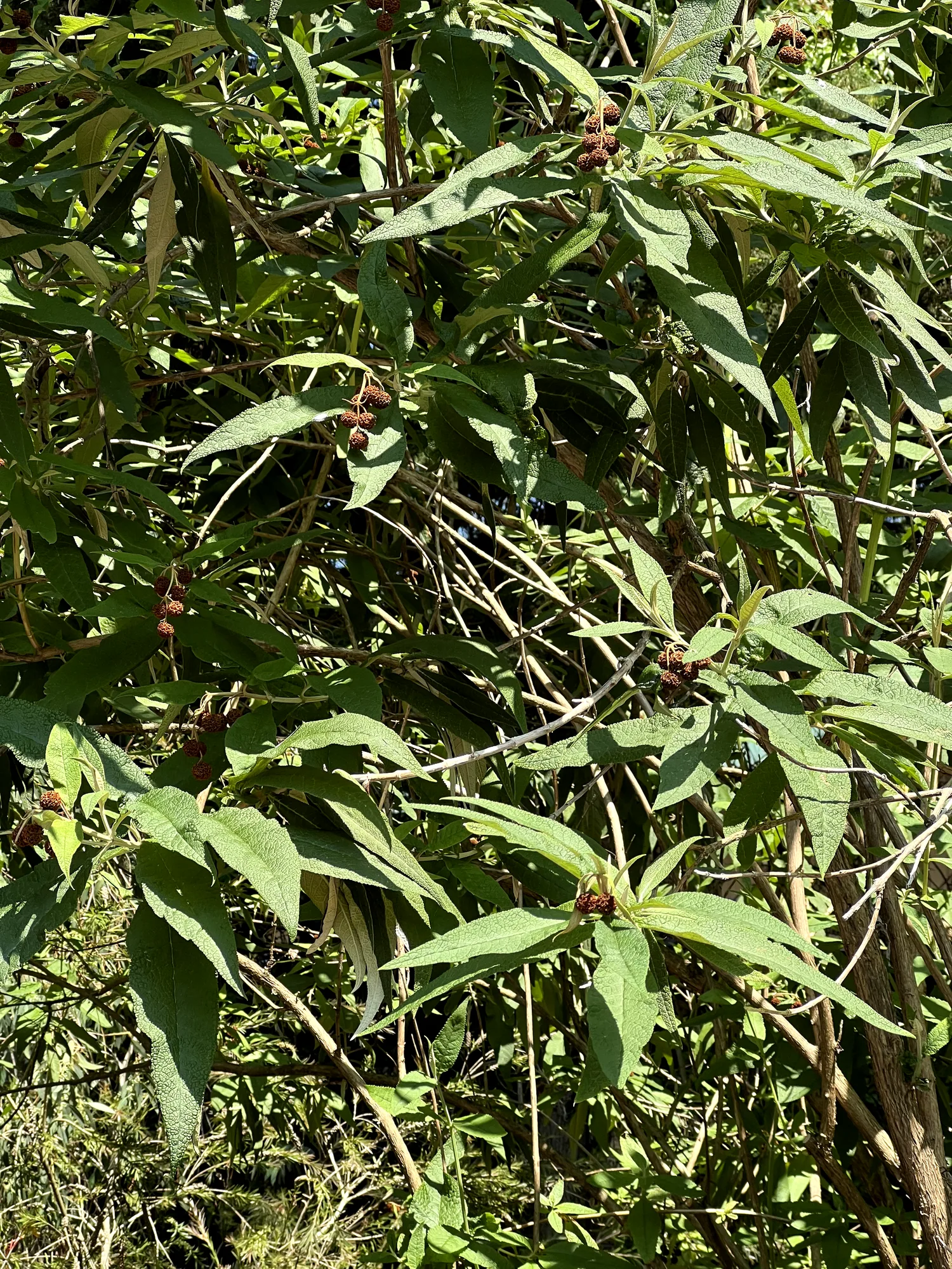 Buddleja globosa, globe butterfly bush — upright semi-evergreen (Scrophulariaceae) (image 4 of 15)