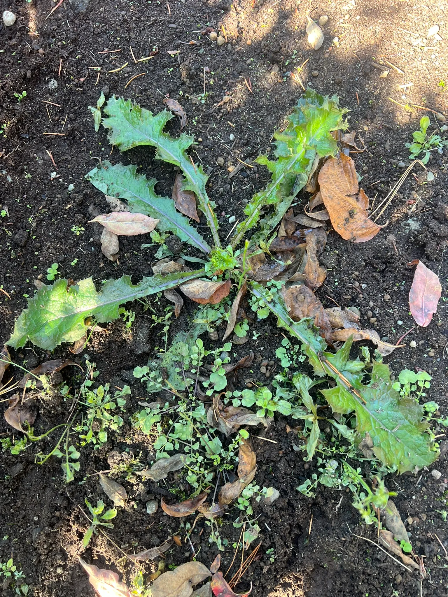 Senecio vulgaris, common groundsel