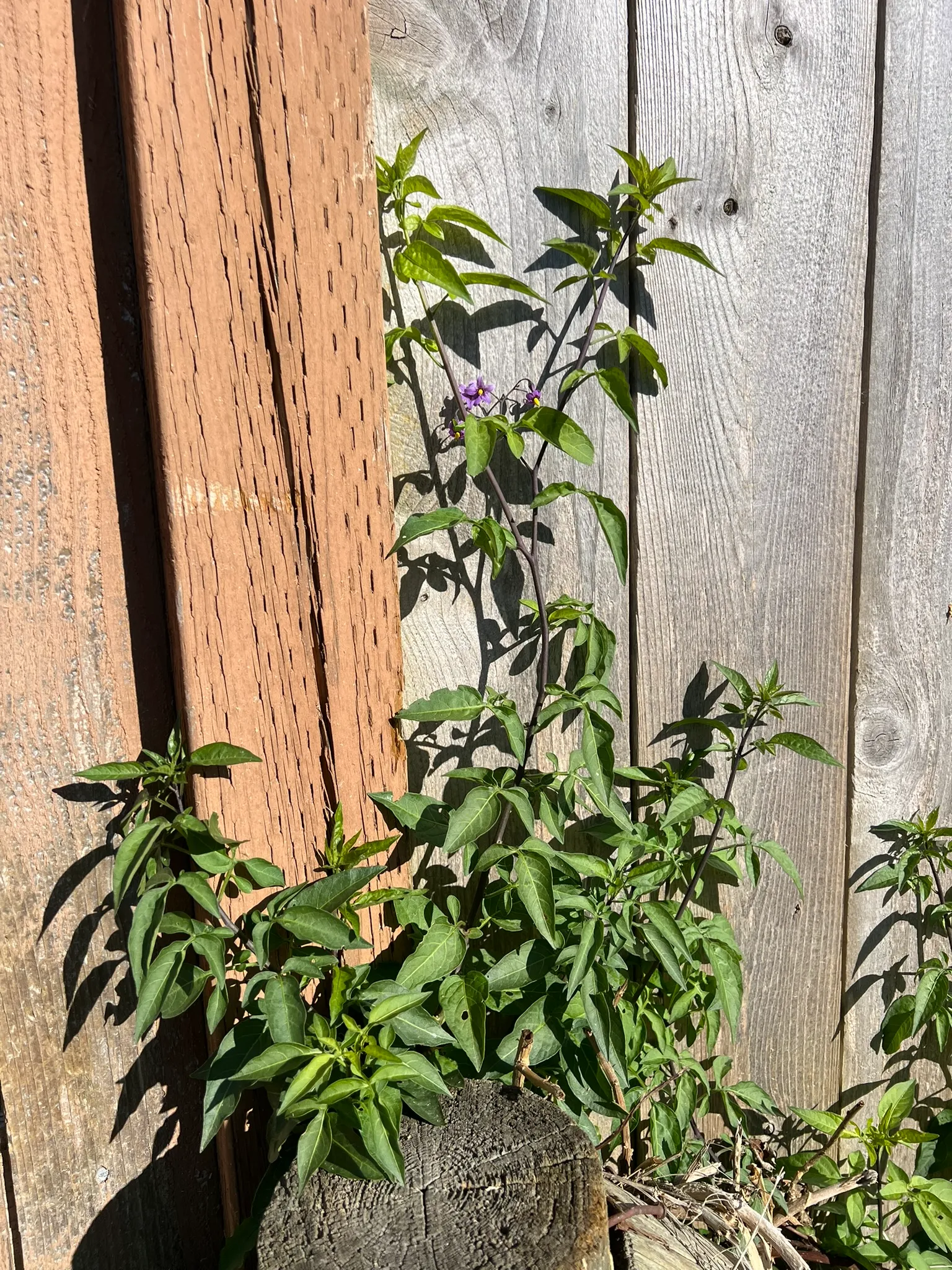 Solanum dulcamara, bittersweet nightshade