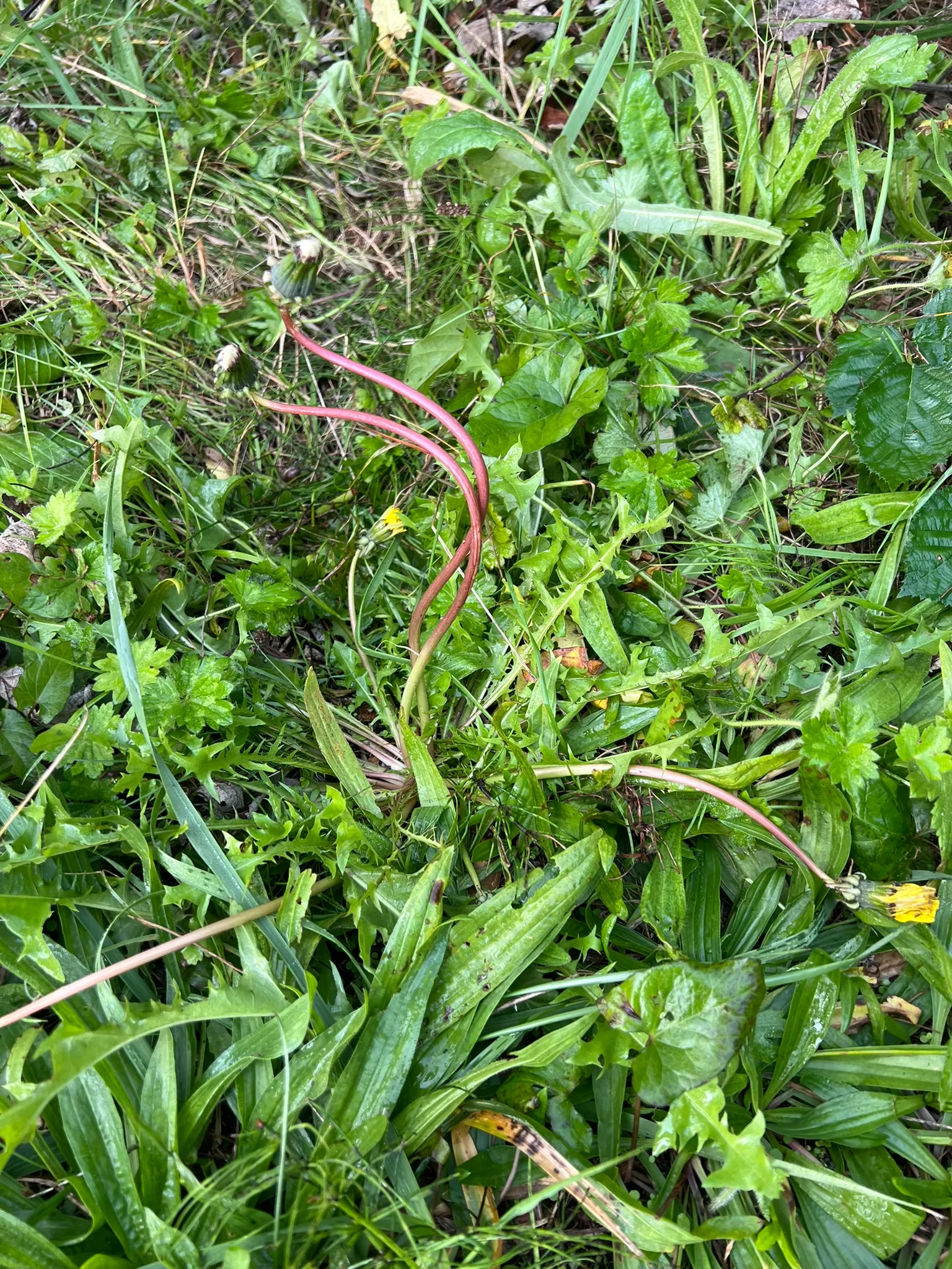 Taraxacum officinale, Dandelion Greens