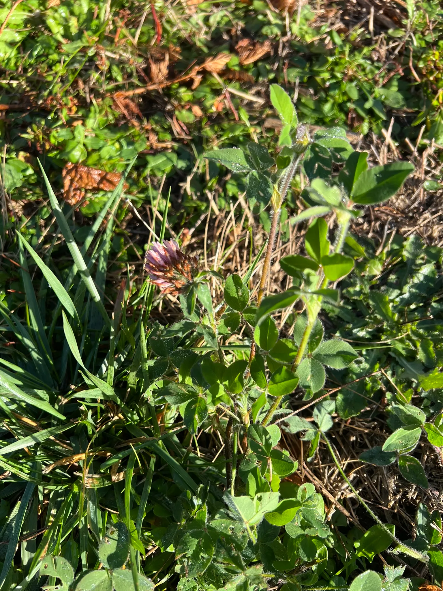 Trifolium pratense, red clover