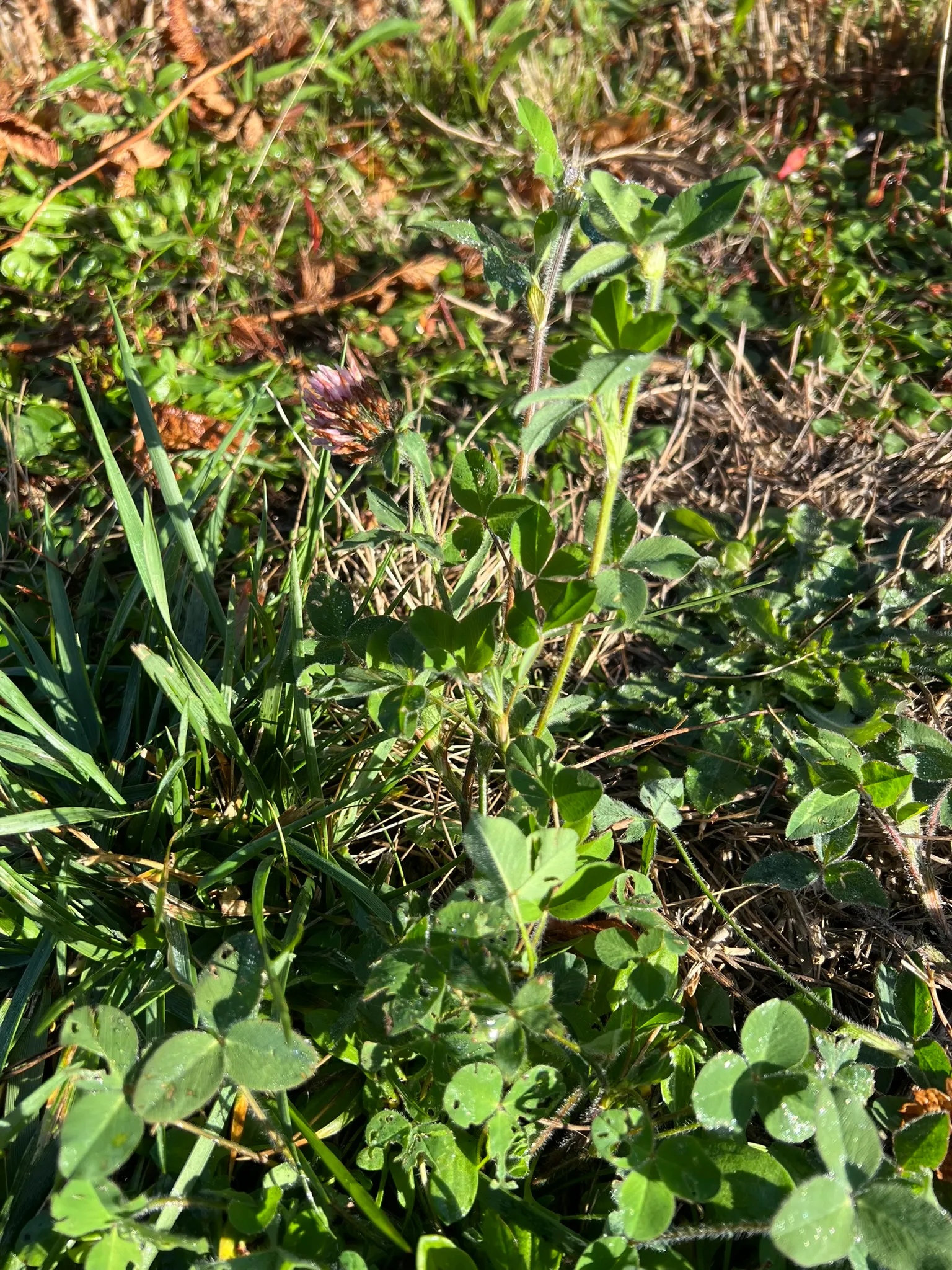 Trifolium pratense, red clover