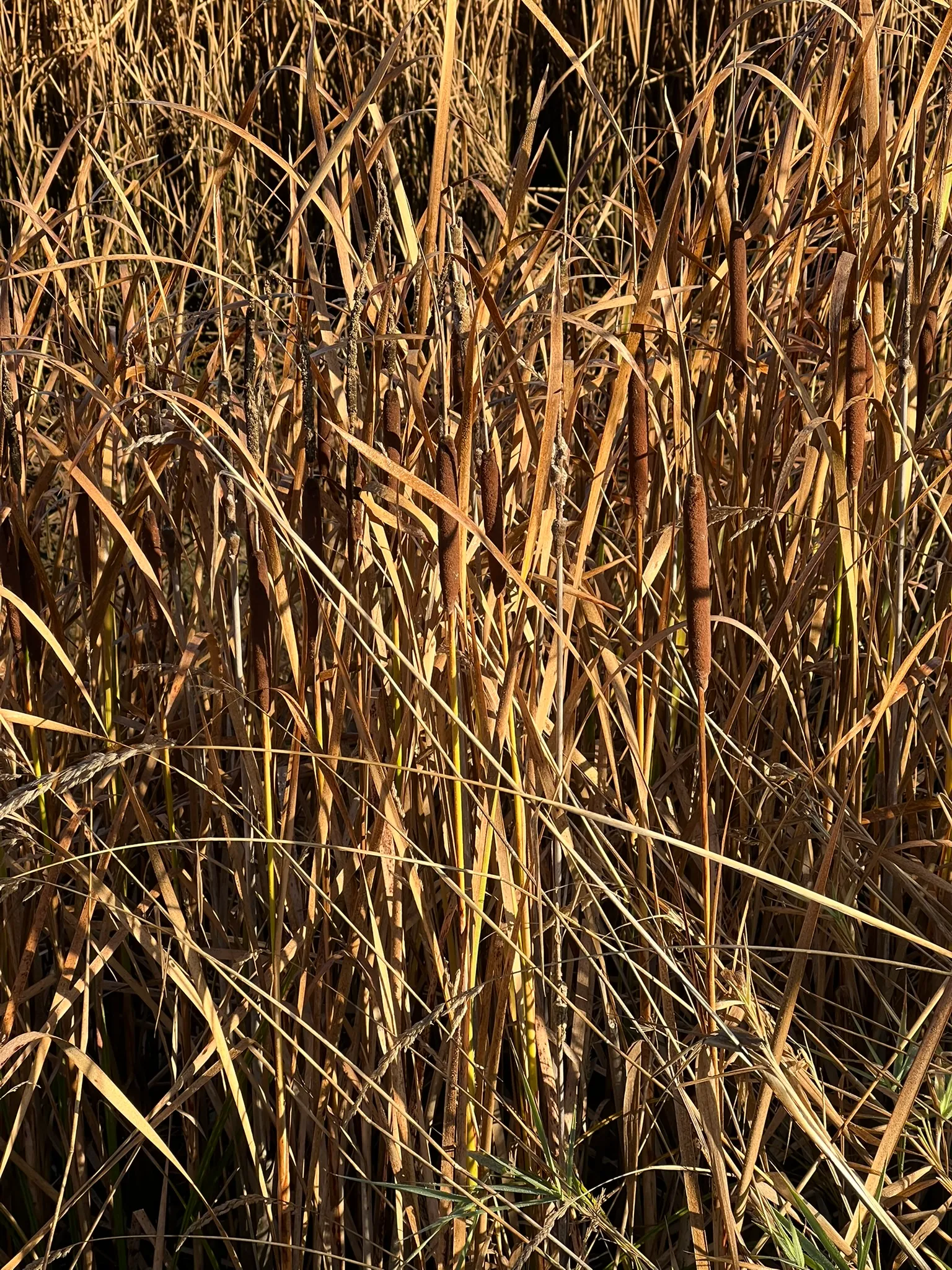 Typha angustifolia, slender-leaved cattail