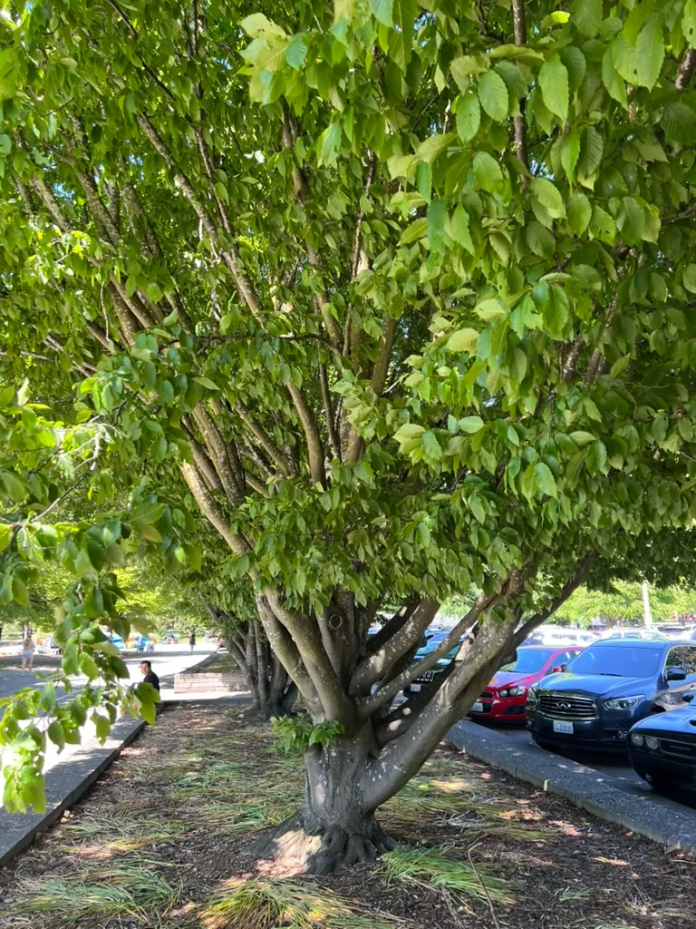 Carpinus betulus 'Fastigiata', narrow European hornbeam