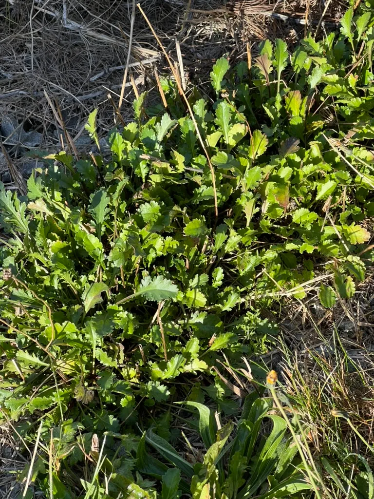 Chrysanthemum leucanthemum vulgare, Oxeye Daisy