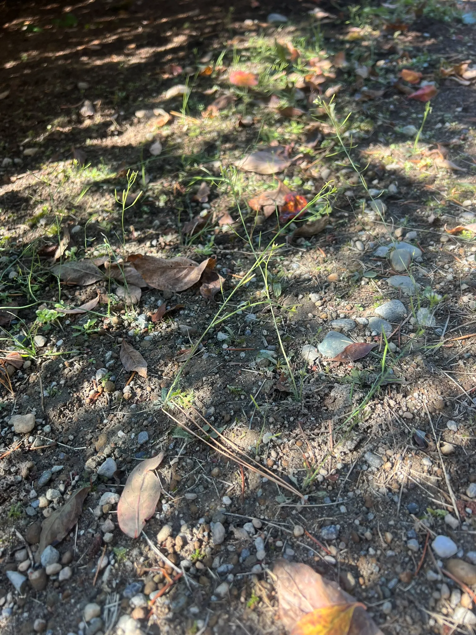 Descurainia spp., tansy mustard