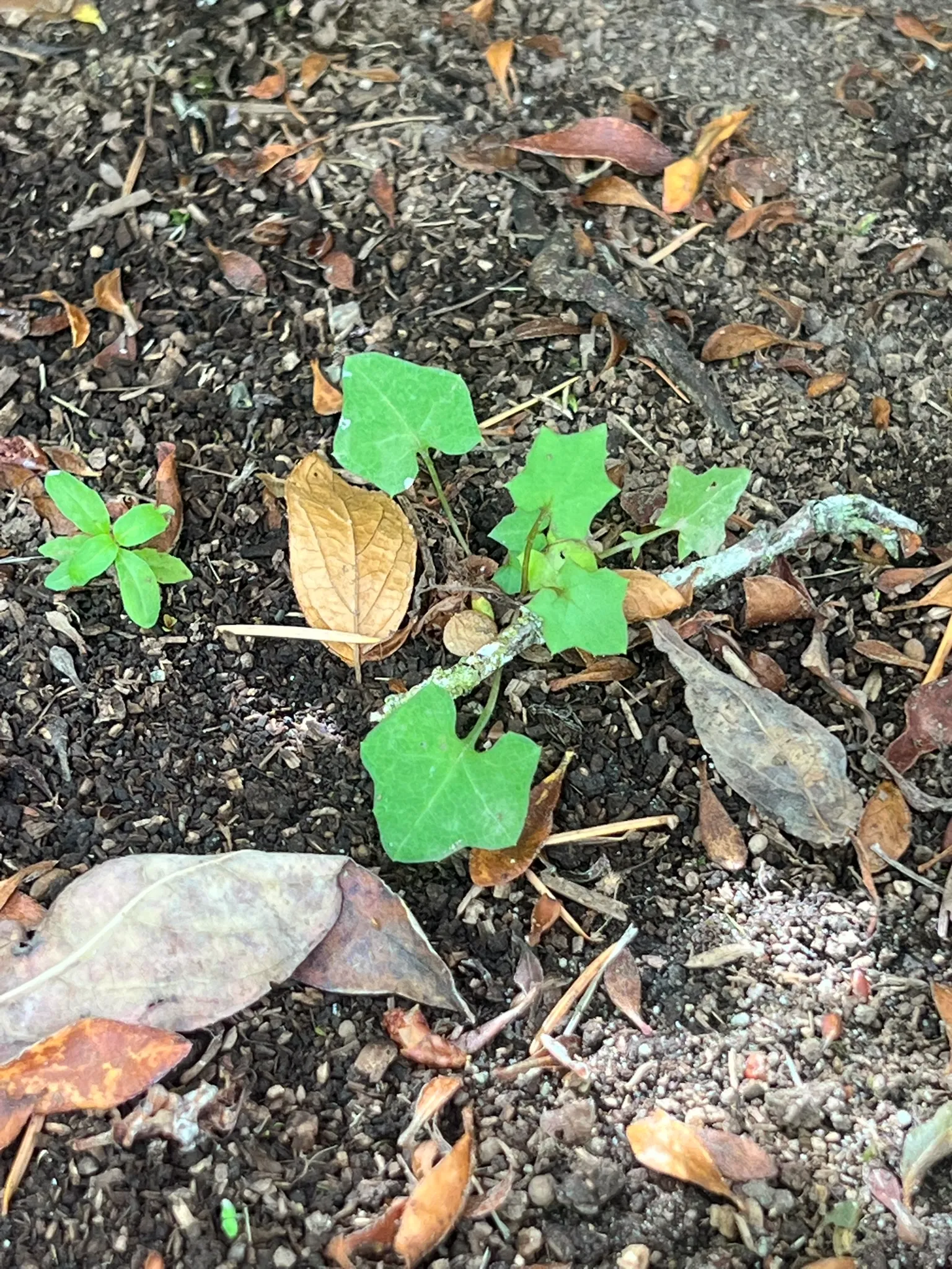 Lactuca laciniatus, wall lettuce