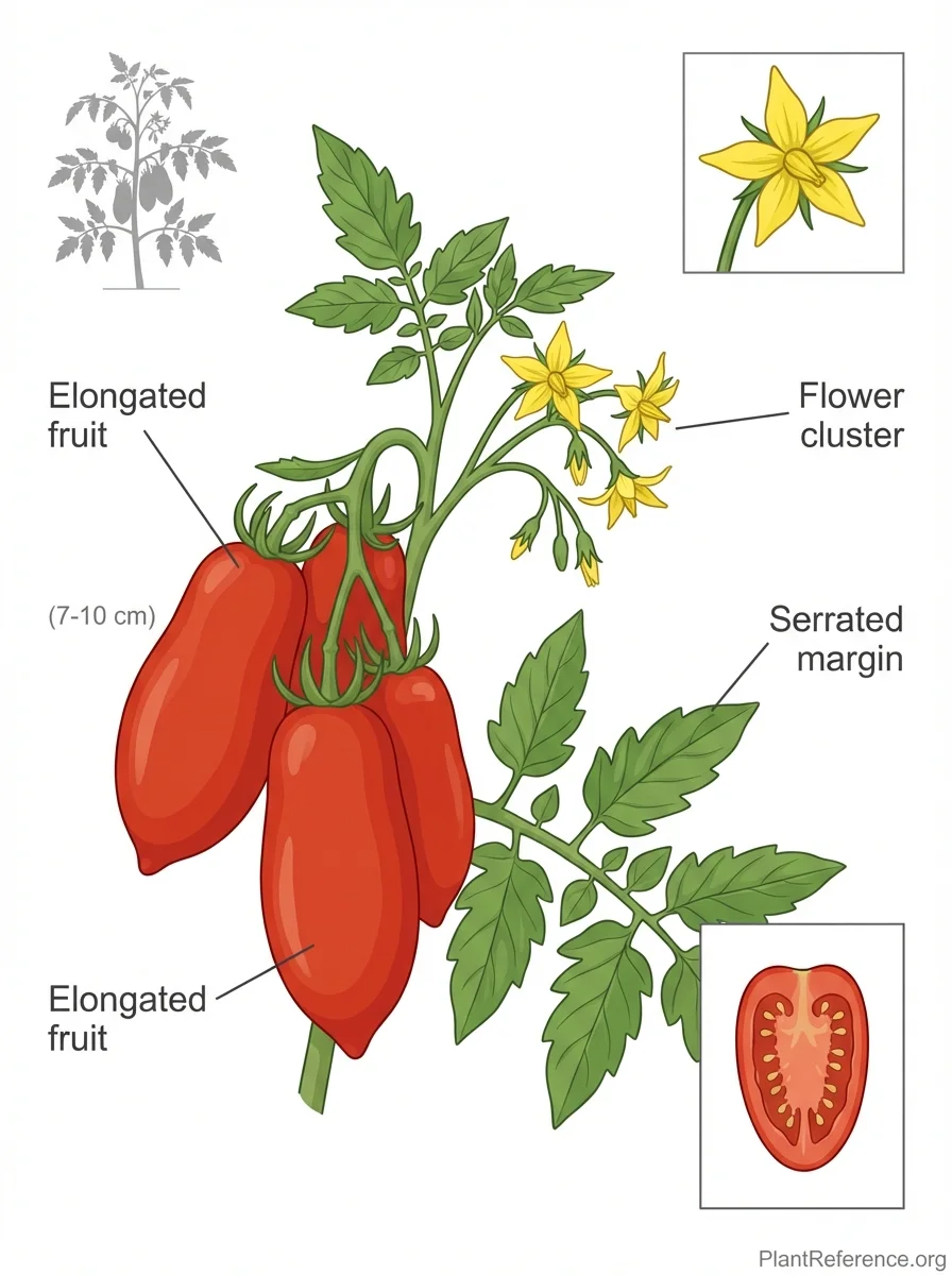 Solanum lycopersicum 'San Marzano', San Marzano Tomato