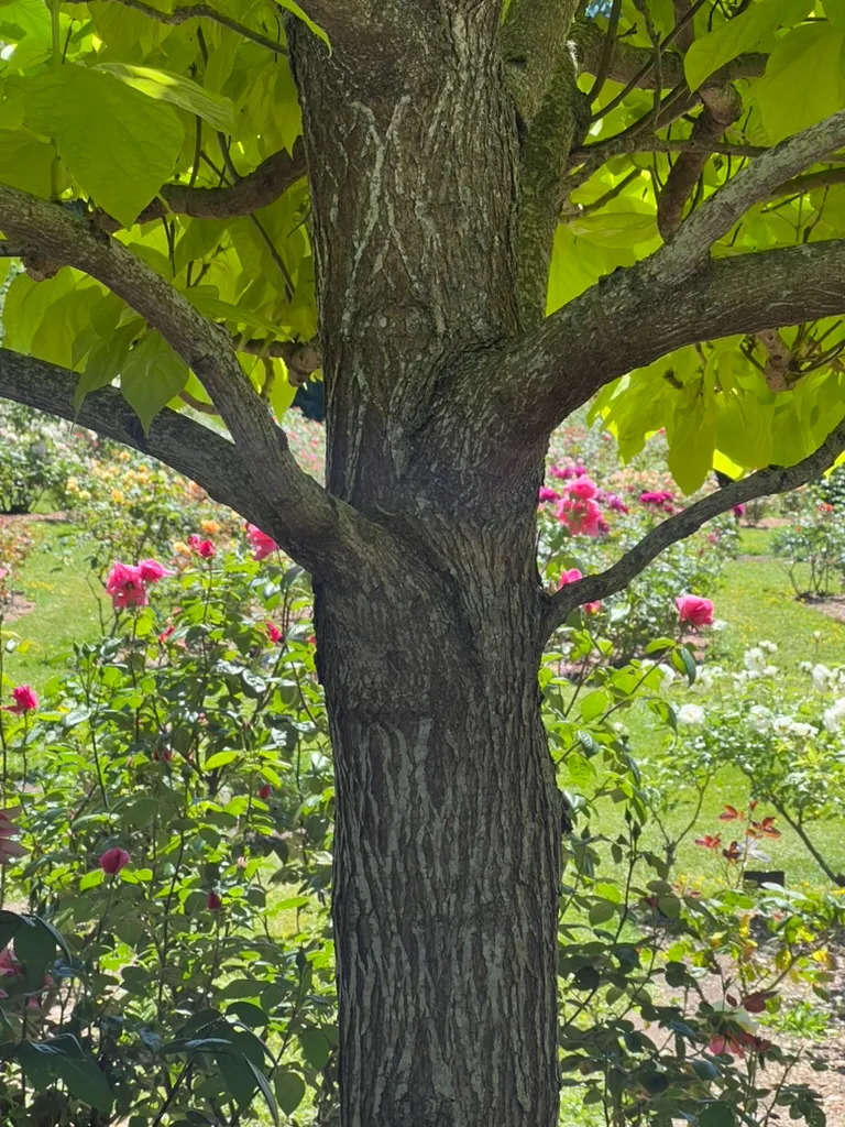 Catalpa spp., catalpa
