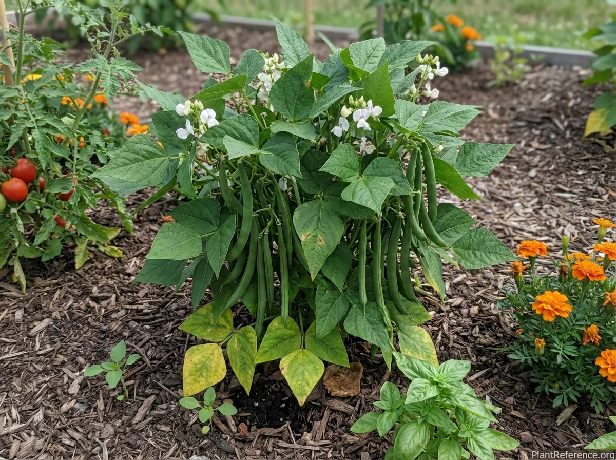 Phaseolus vulgaris 'Provider', Provider Bush Bean