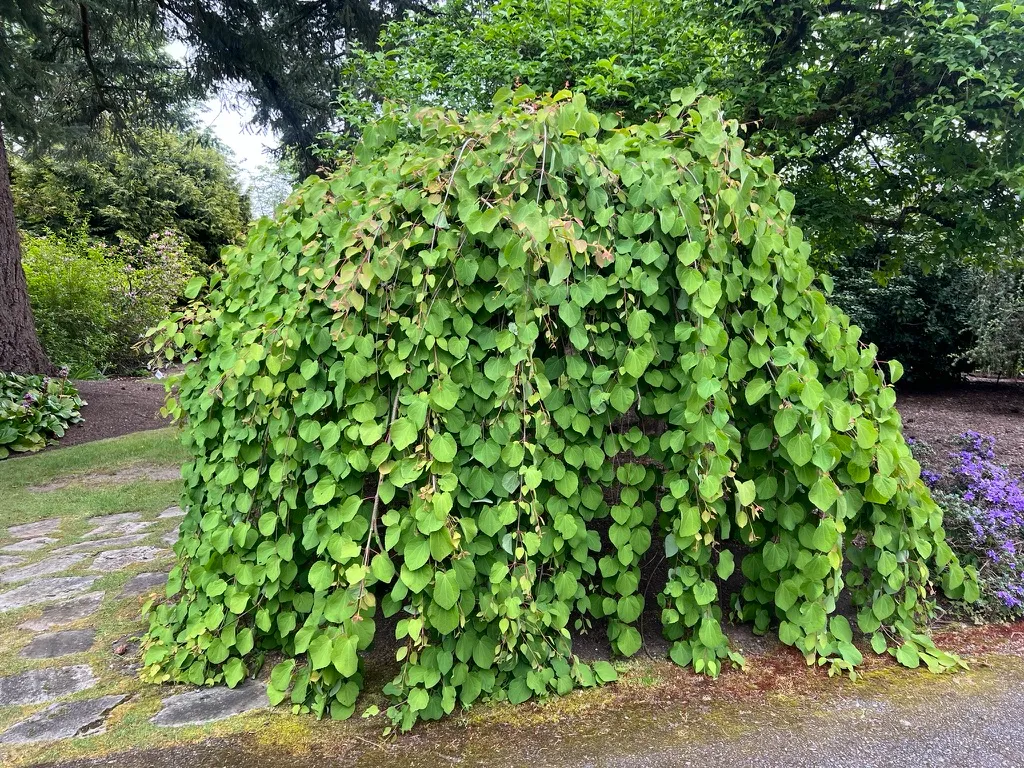 Cercidiphyllum japonicum 'Pendulum', weeping katsura