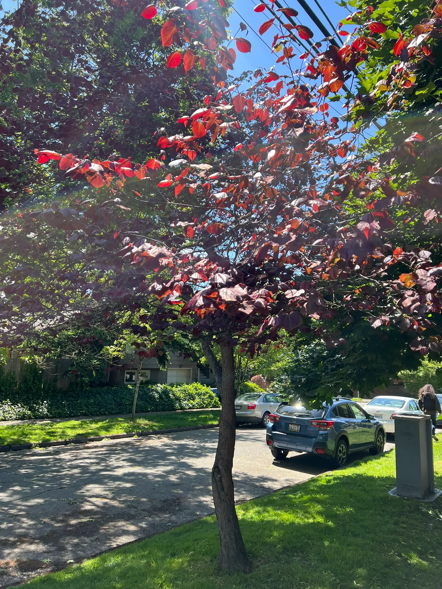Cercis canadensis, redbud