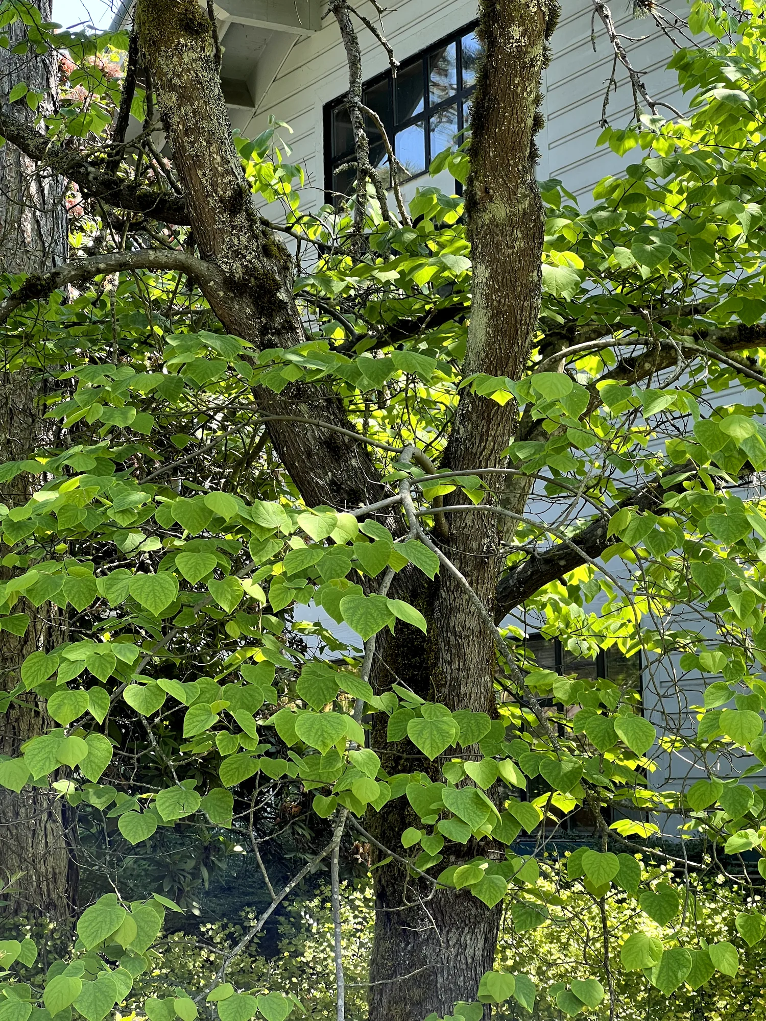 Cercis canadensis, redbud — spreading deciduous (Fabaceae) (image 2 of 17)