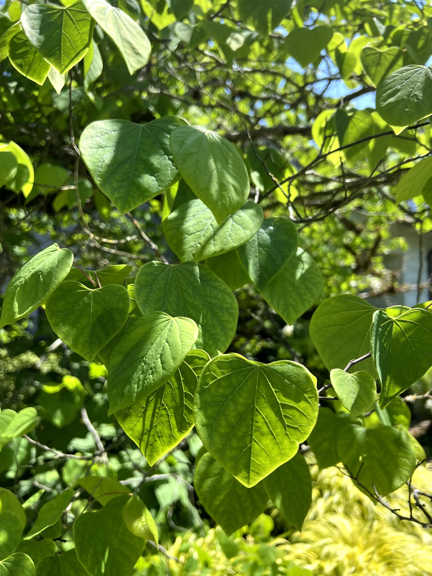 Cercis canadensis, redbud — spreading deciduous (Fabaceae) (image 6 of 17)