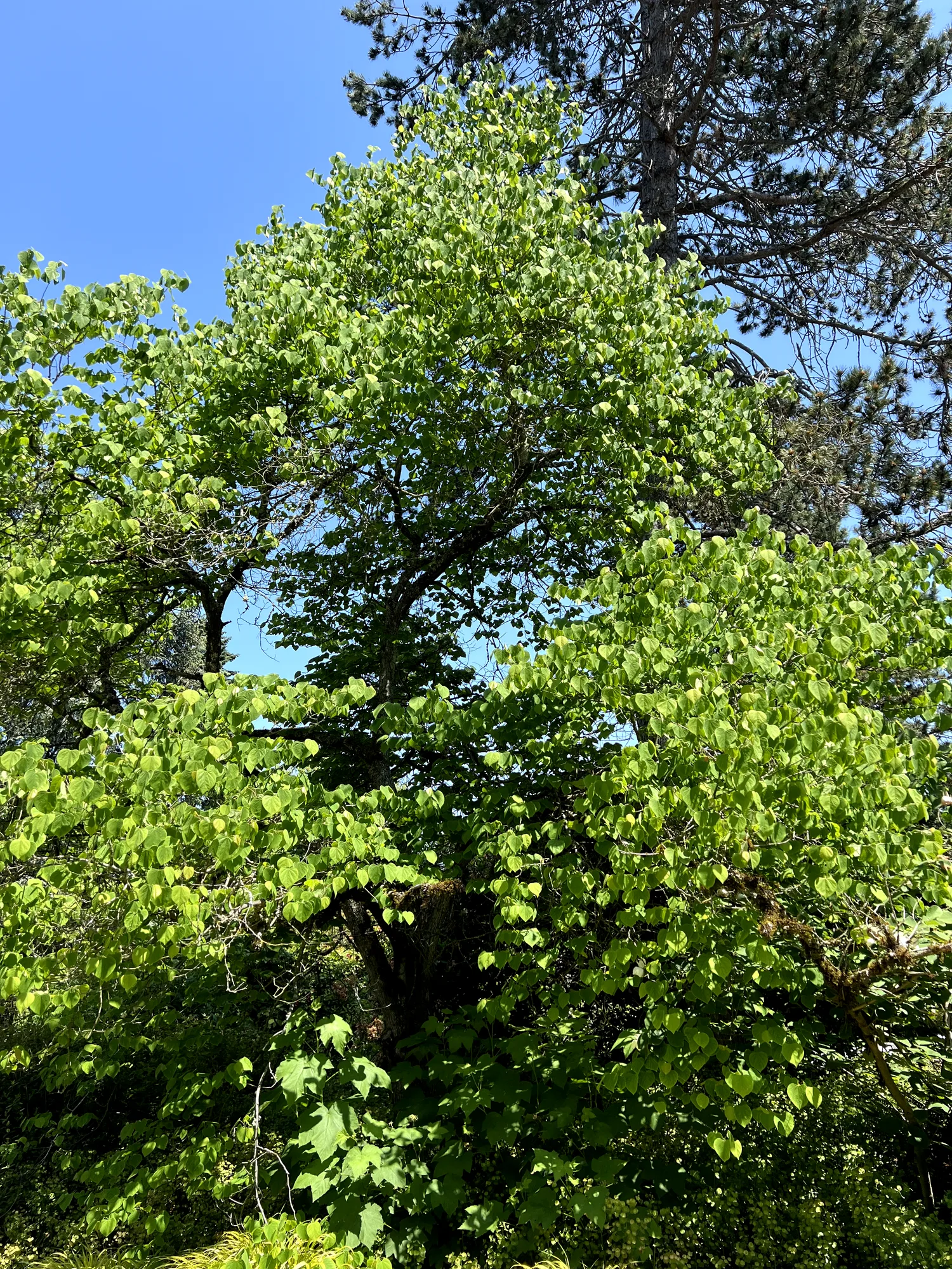 Cercis canadensis, redbud — spreading deciduous (Fabaceae) (image 7 of 17)