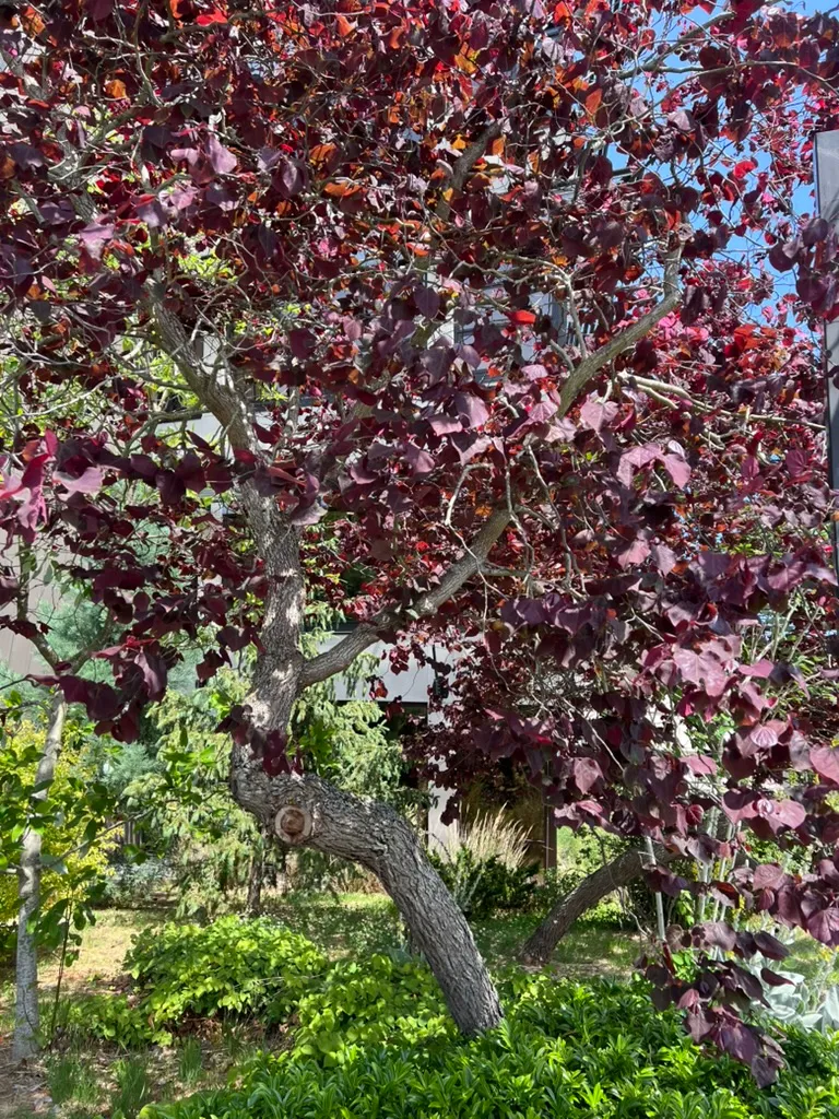 Cercis canadensis 'Forest Pansy', Forest Pansy redbud