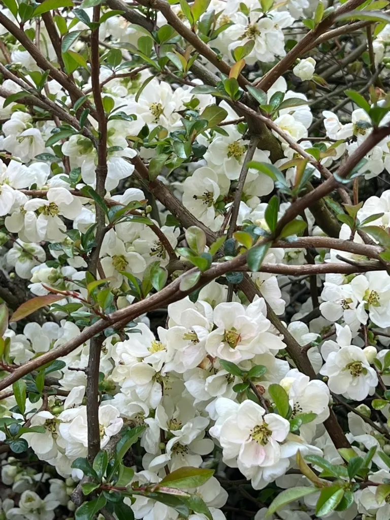 Chaenomeles speciosa, flowering quince