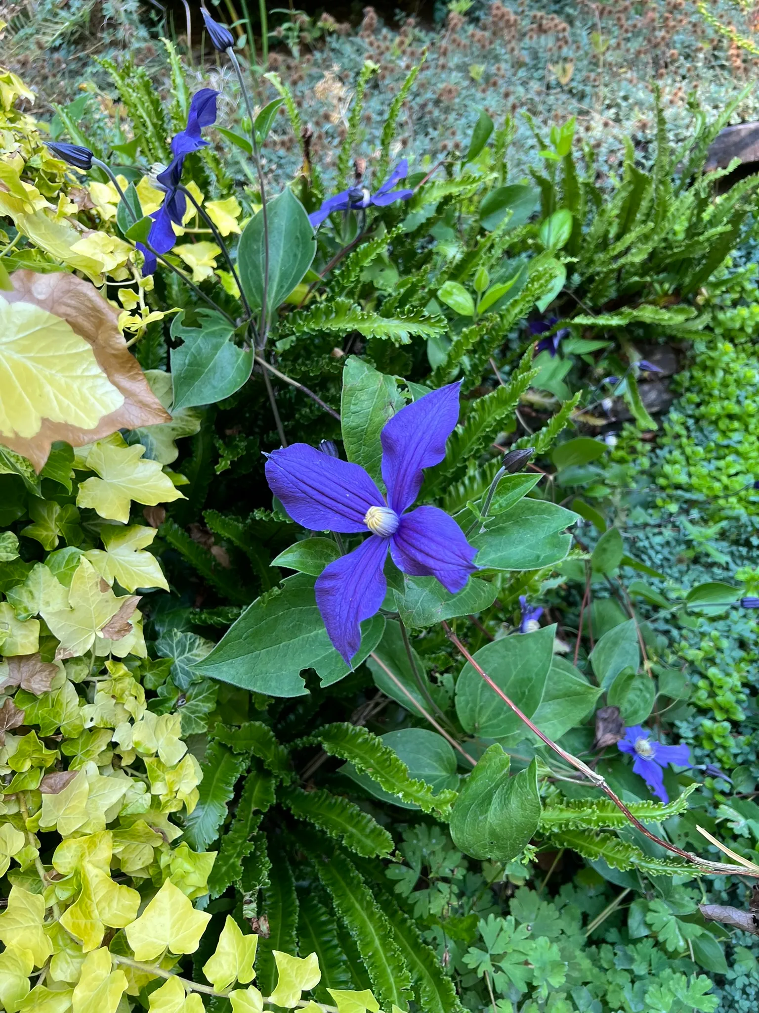 Clematis spp., clematis