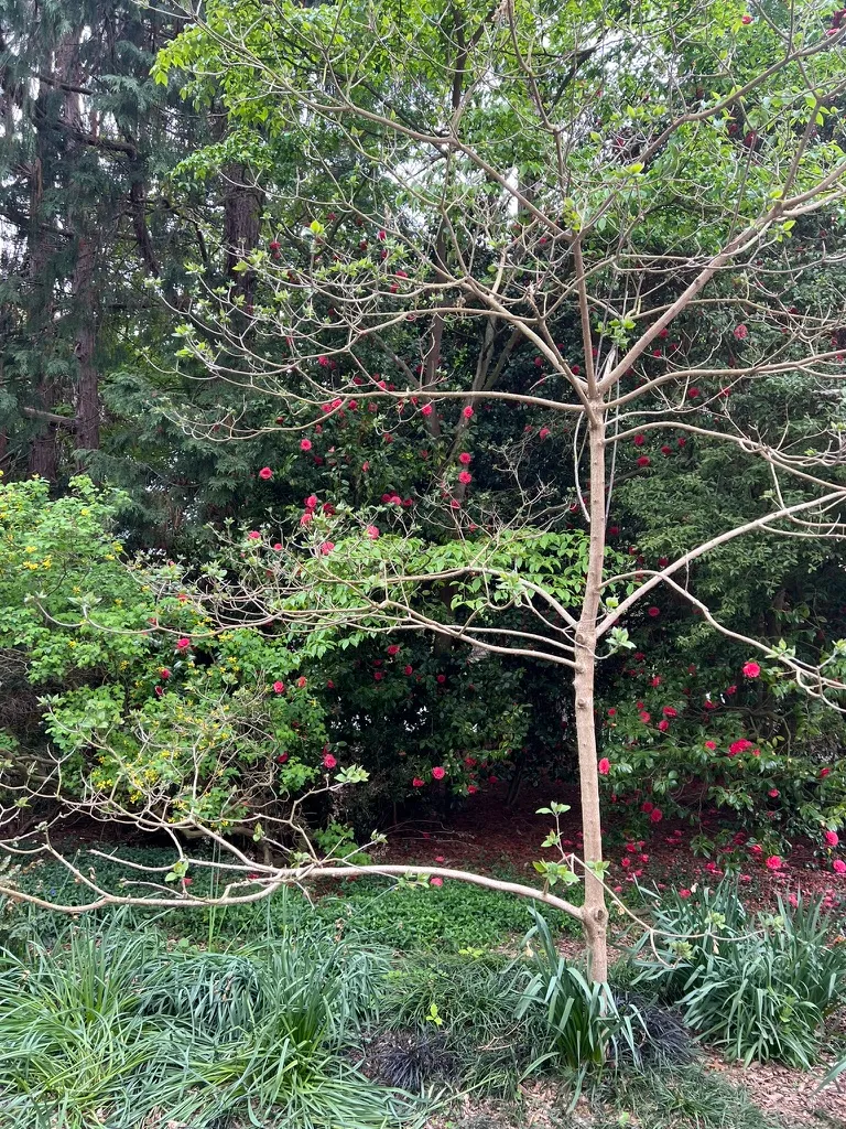 Clerodendrum trichotomum, harlequin glorybower