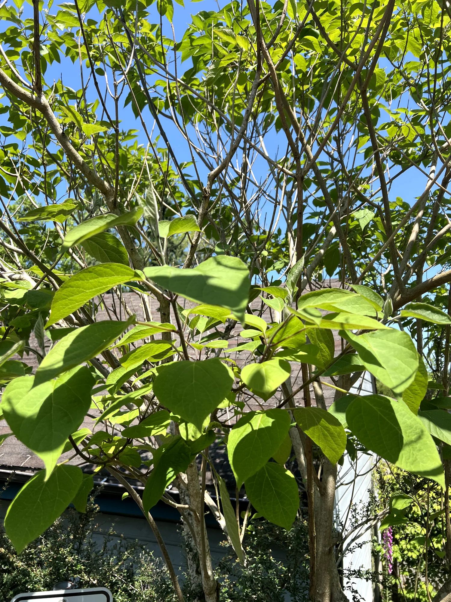 Clerodendrum trichotomum, harlequin glorybower — upright deciduous (Lamiaceae) (image 3 of 20)