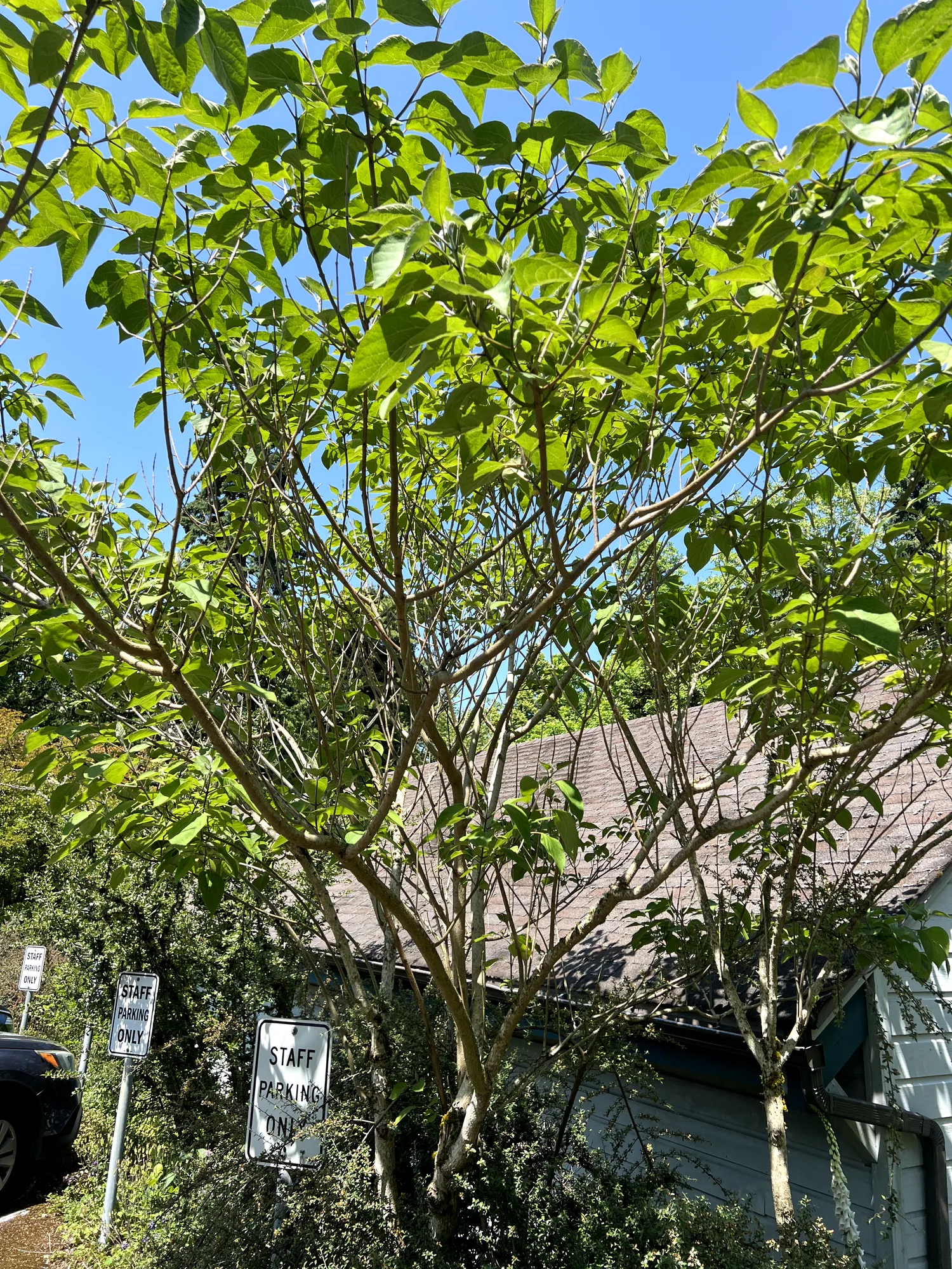 Clerodendrum trichotomum, harlequin glorybower — upright deciduous (Lamiaceae) (image 5 of 20)