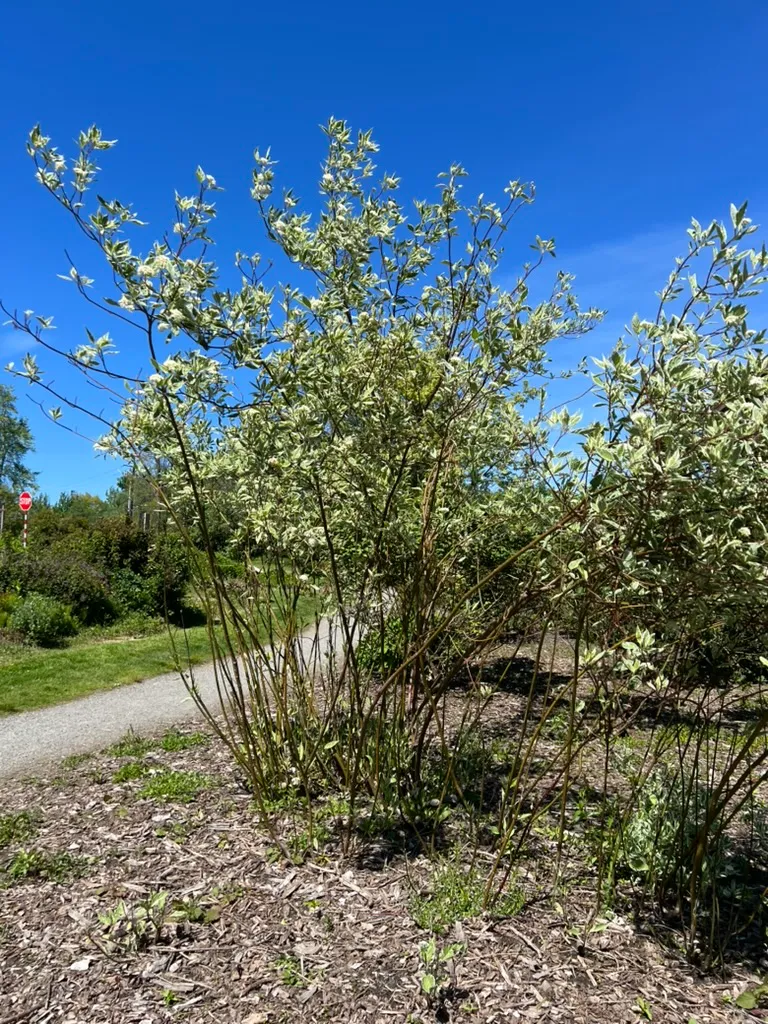 Cornus alba 'Elegantissima', variegated Tartarian dogwood