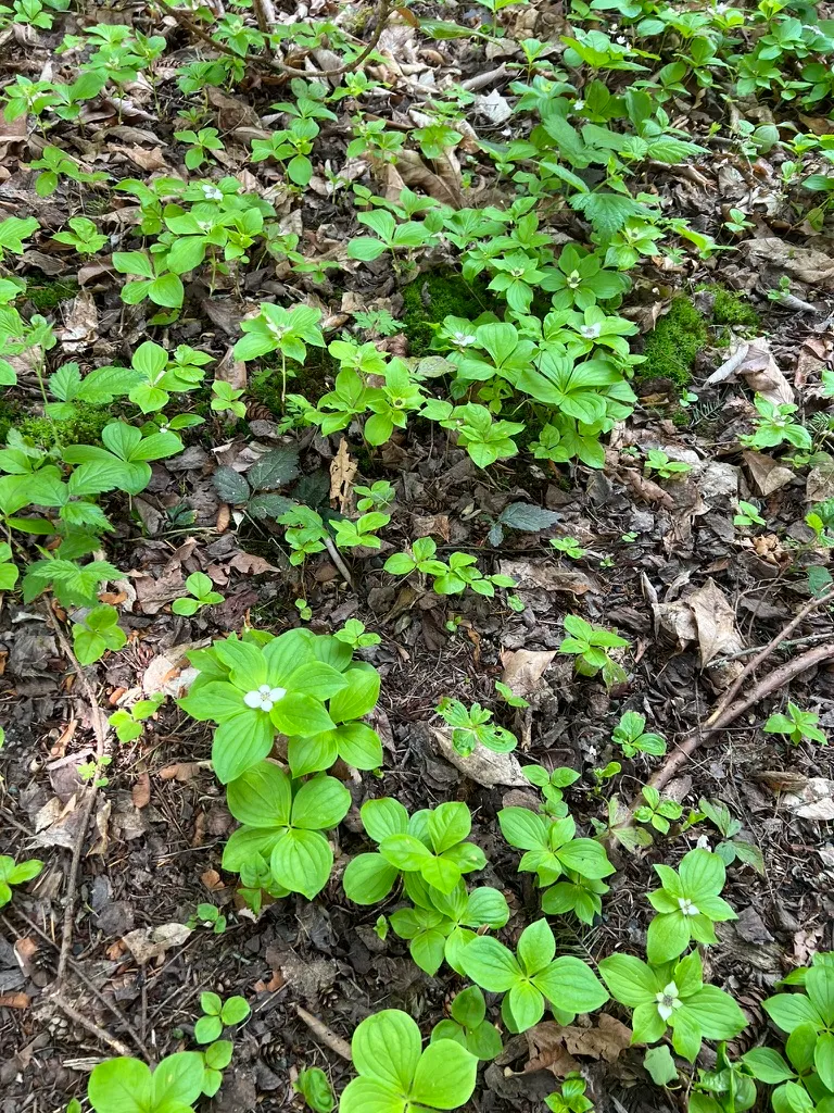 Cornus canadensis, bunchberry