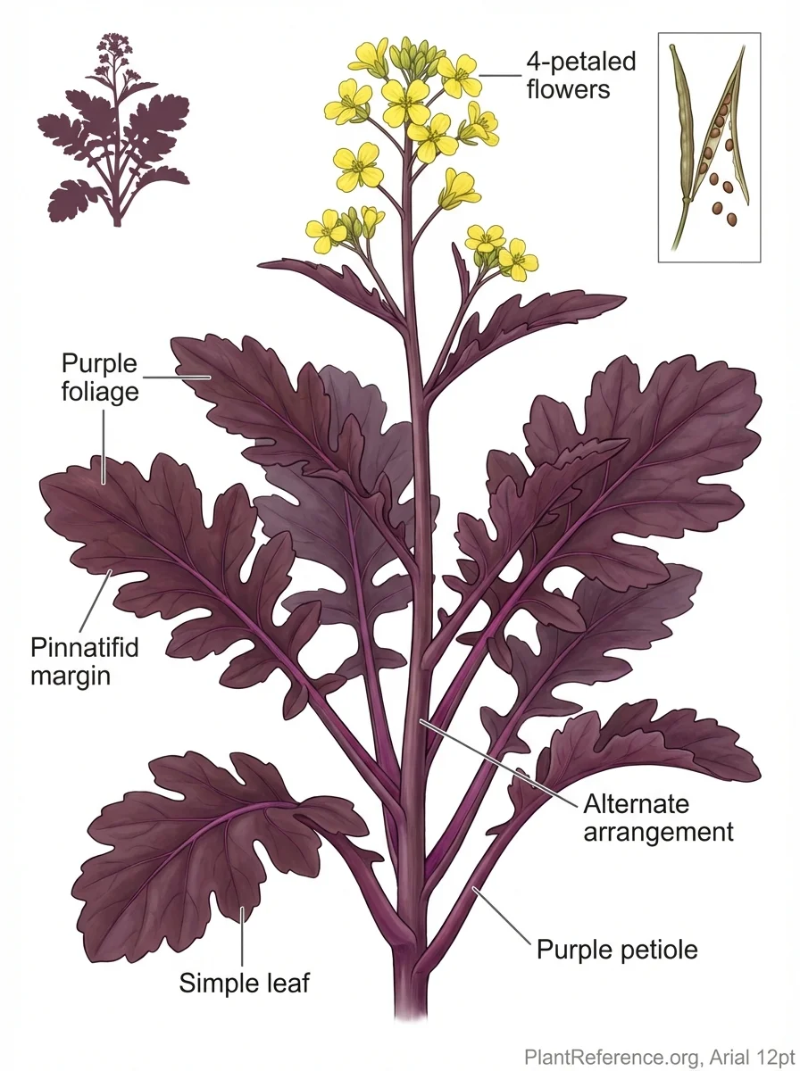 Brassica juncea 'Osaka Purple', Osaka Purple Mustard Greens