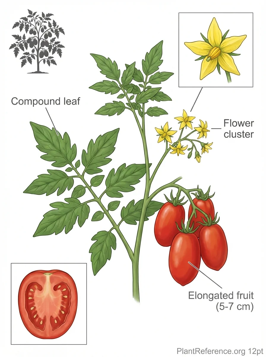 Solanum lycopersicum 'Roma', Roma Tomato