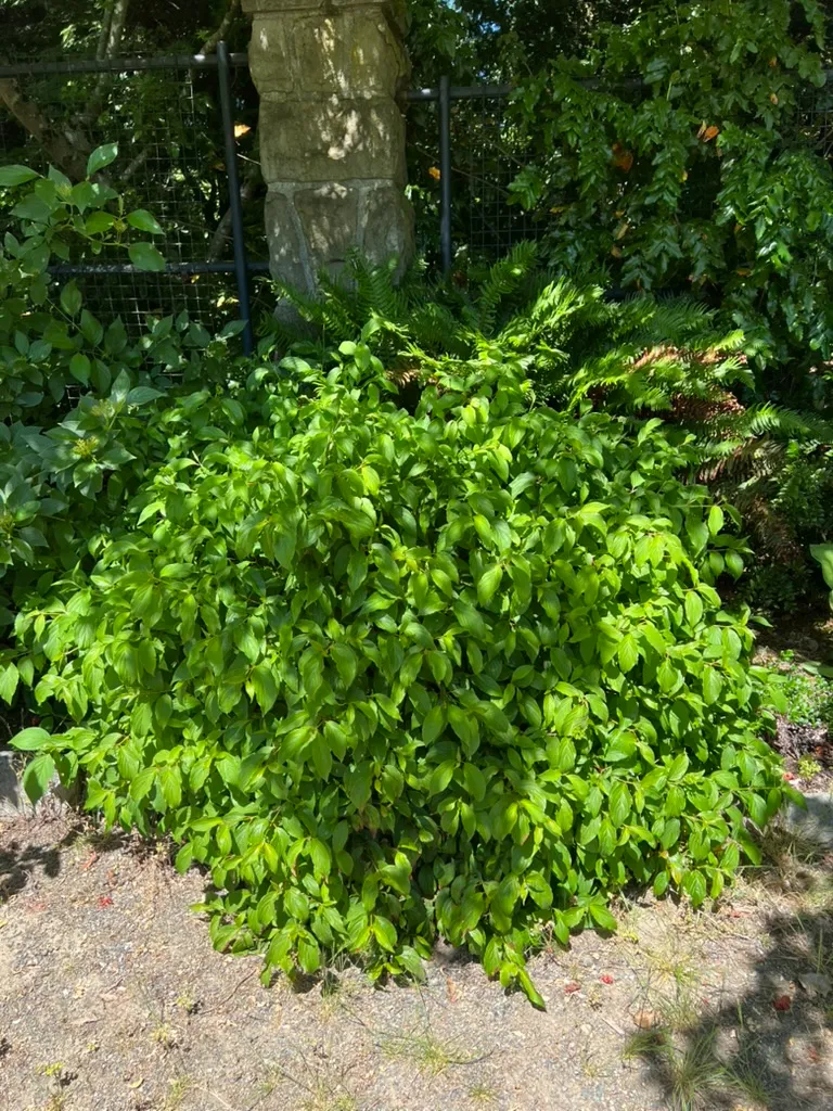 Cornus sericea 'Kelseyi', dwarf red twig dogwood
