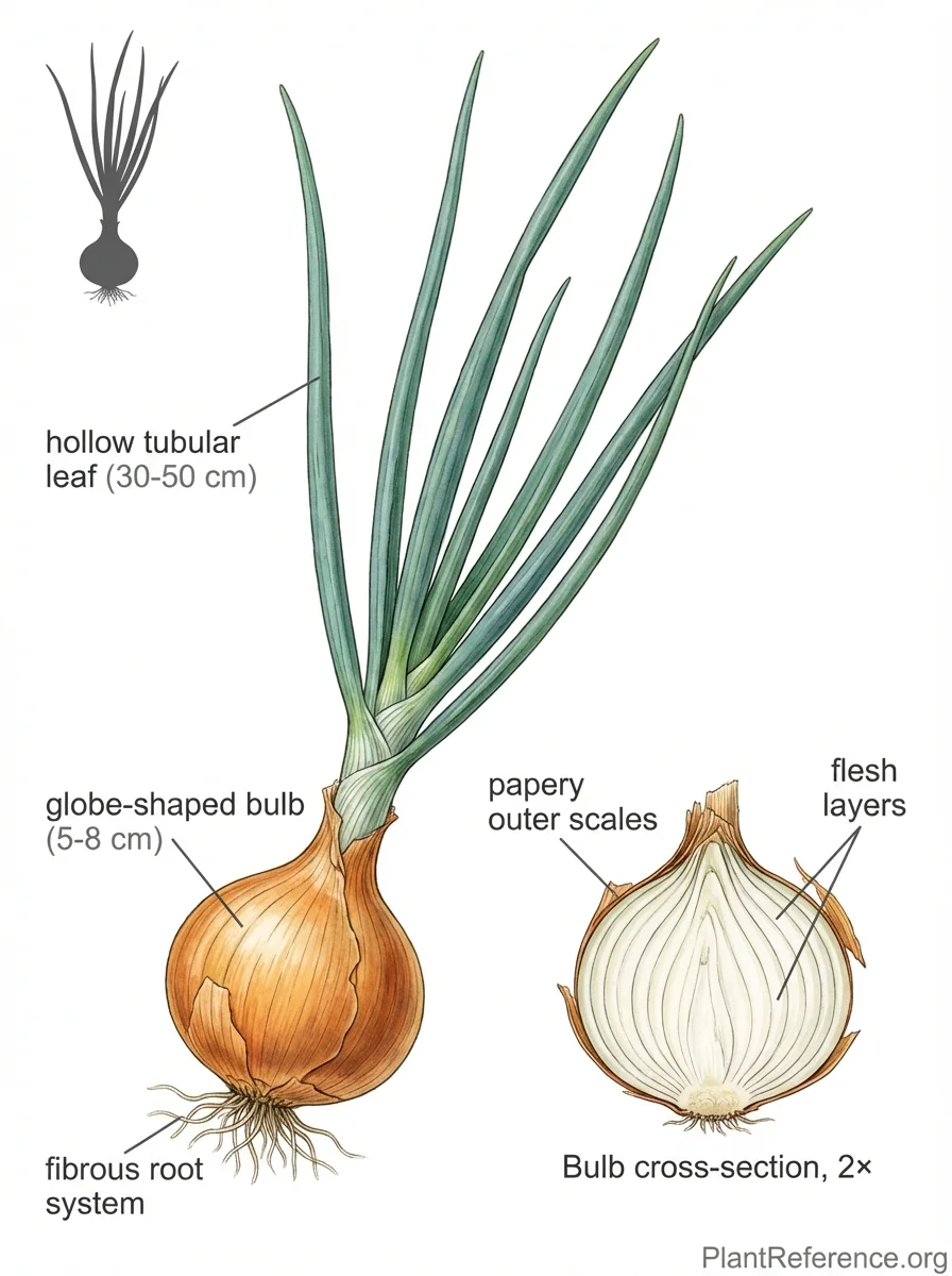 Allium cepa 'Copra', Copra Onion