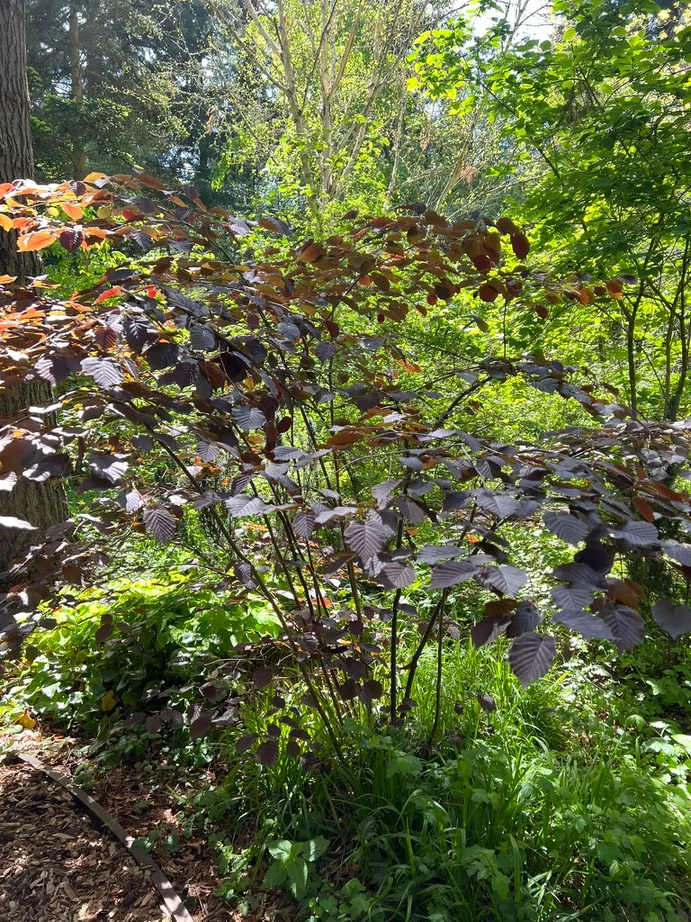 Corylus maxima 'Purpurea', purple‑leaf filbert