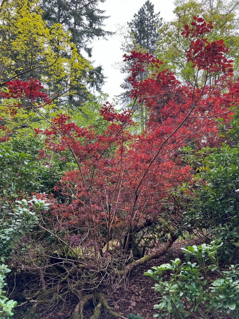 Cotinus coggygria Purpureus Group, purple-leaf smoke tree/bush