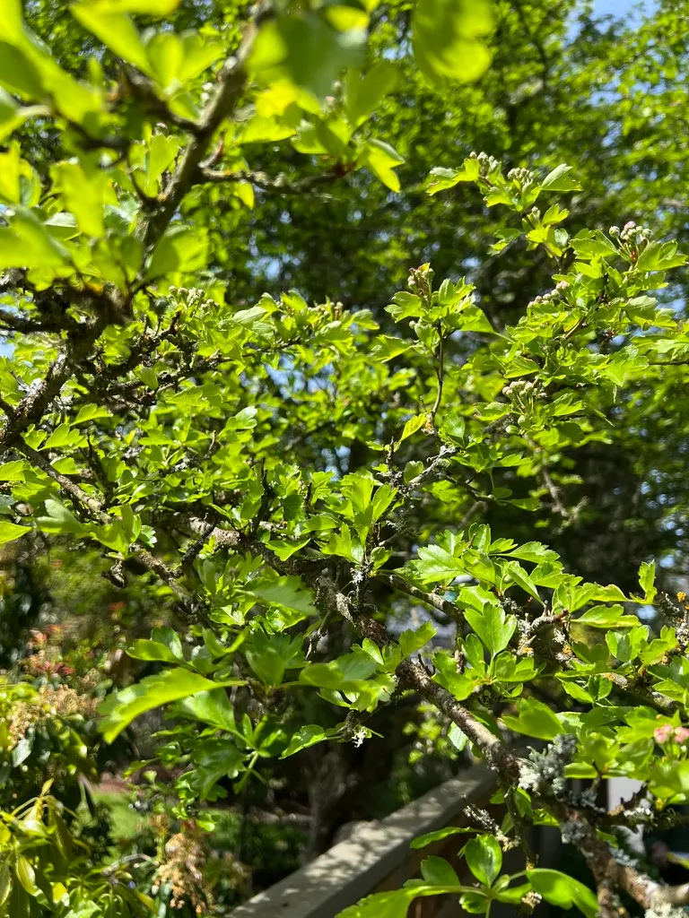 Crataegus laevigata 'Paul's Scarlet', Paul's Scarlet hawthorn