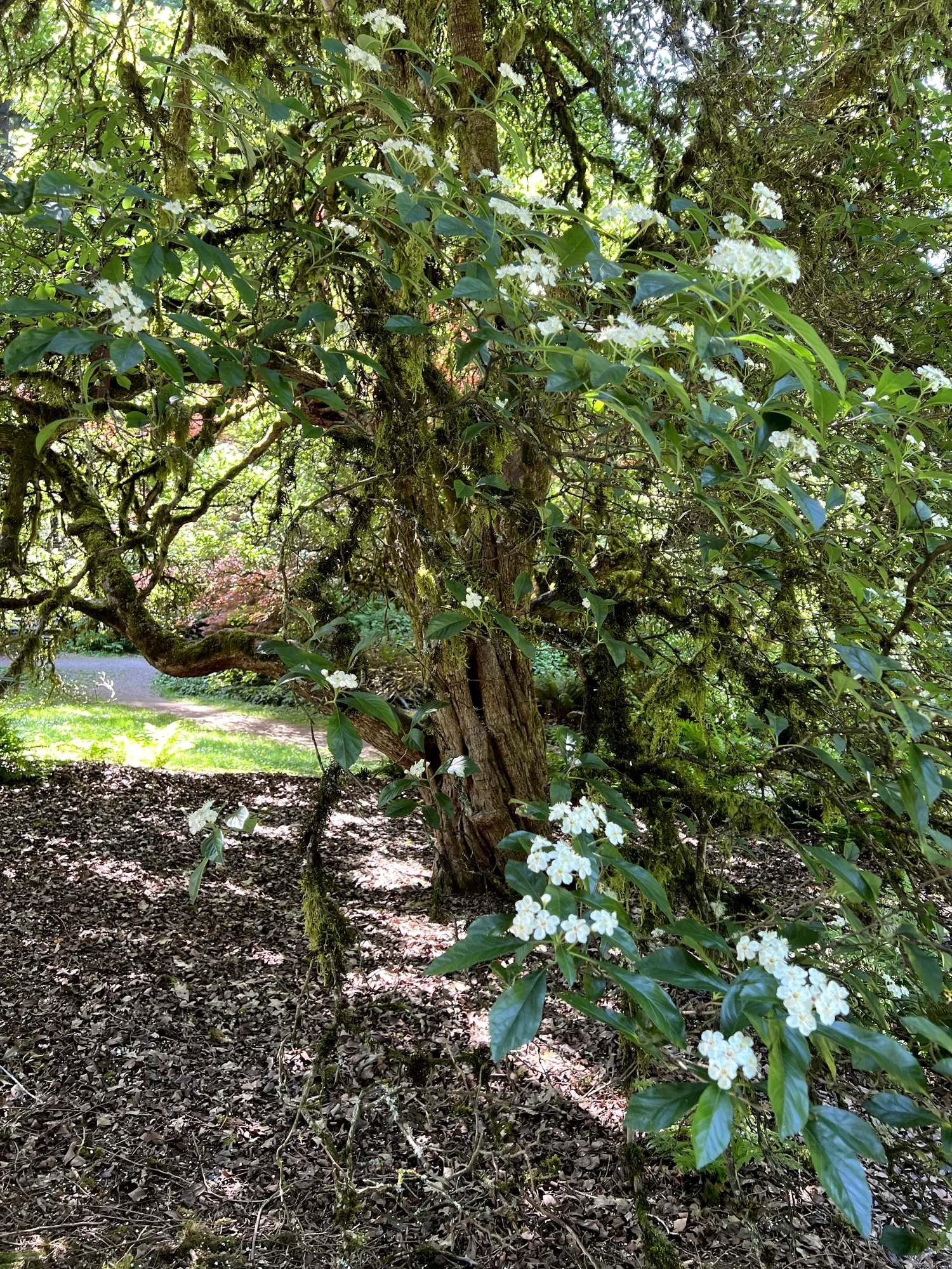 Crataegus × lavallei, Lavalle hawthorn — upright deciduous (Rosaceae) (image 2 of 18)