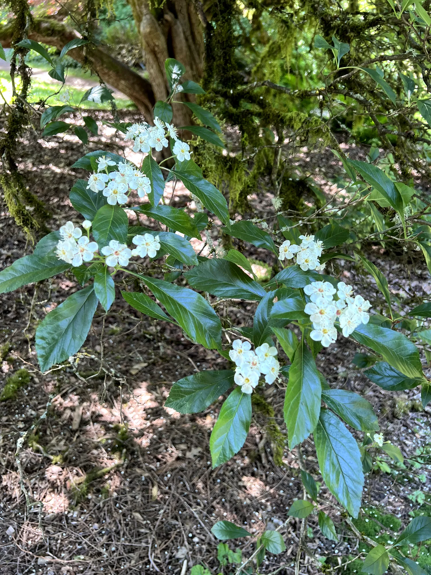Crataegus × lavallei, Lavalle hawthorn — upright deciduous (Rosaceae) (image 7 of 18)