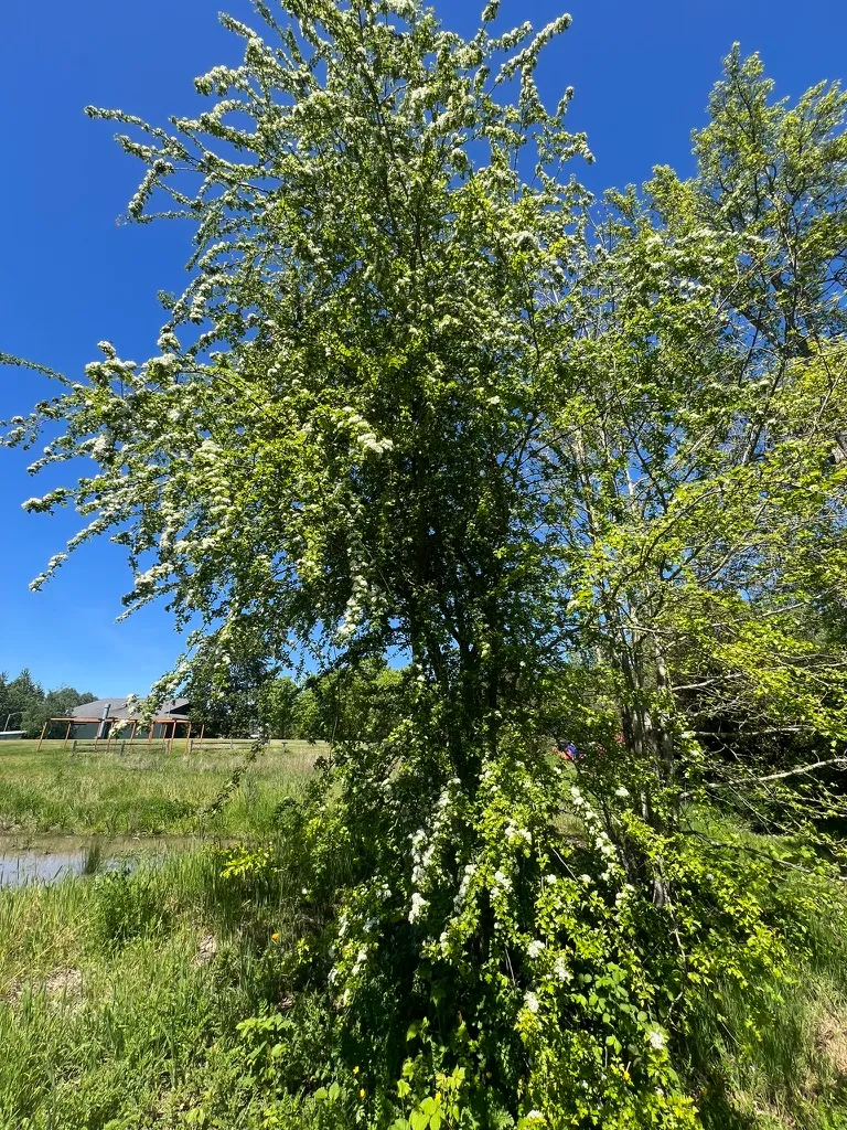 Crataegus monogyna, common hawthorn