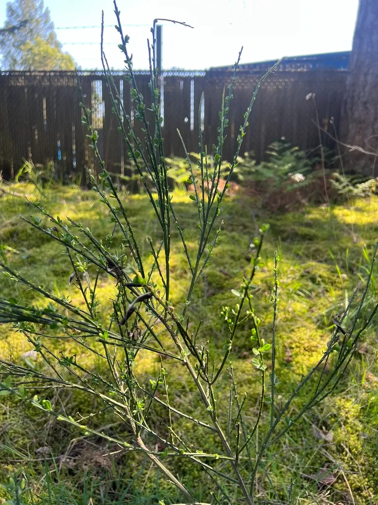 Cytisus scoparius, Scotch broom