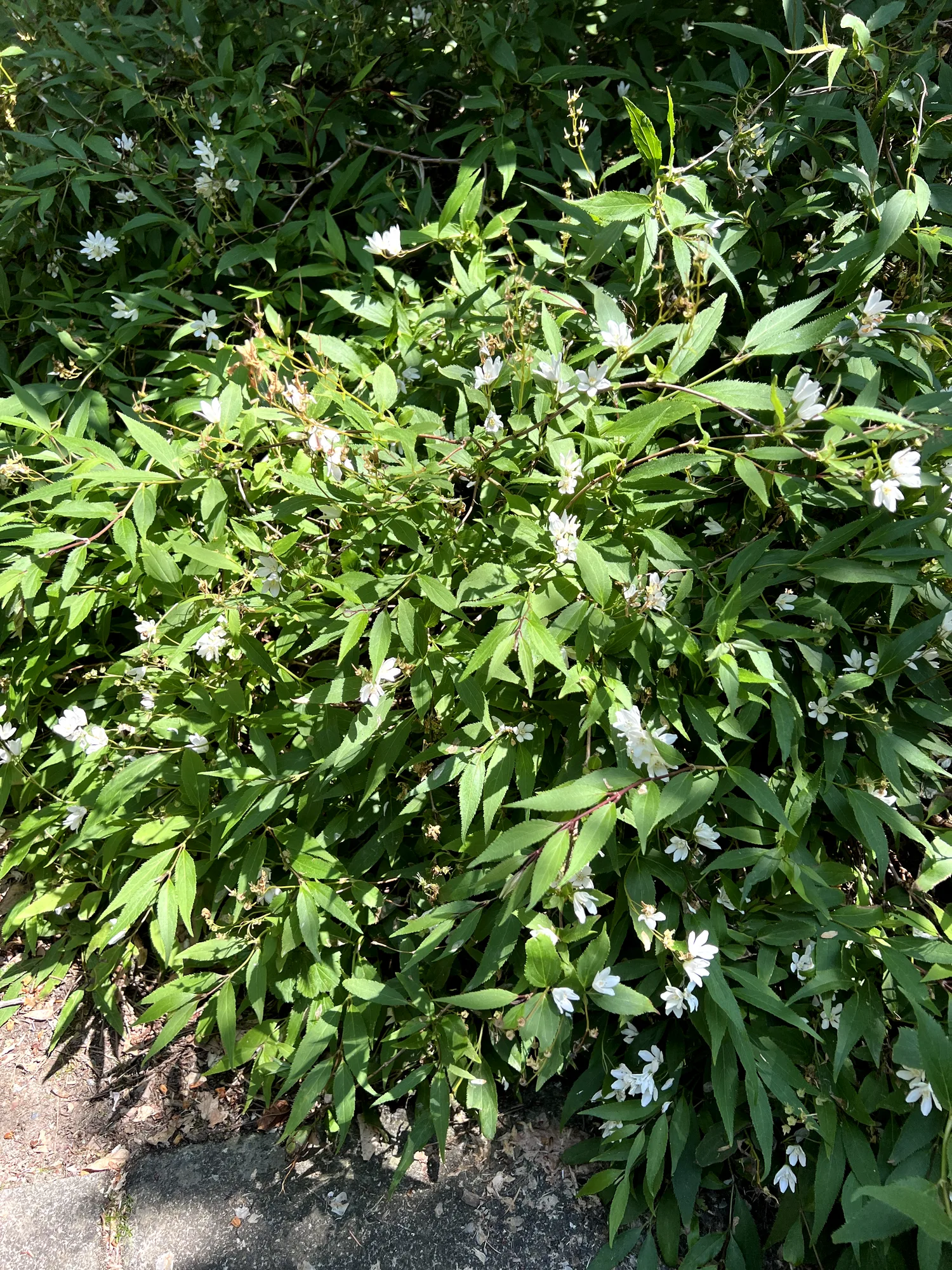 Deutzia gracilis, slender deutzia — mounding deciduous (Hydrangeaceae) (image 1 of 21)