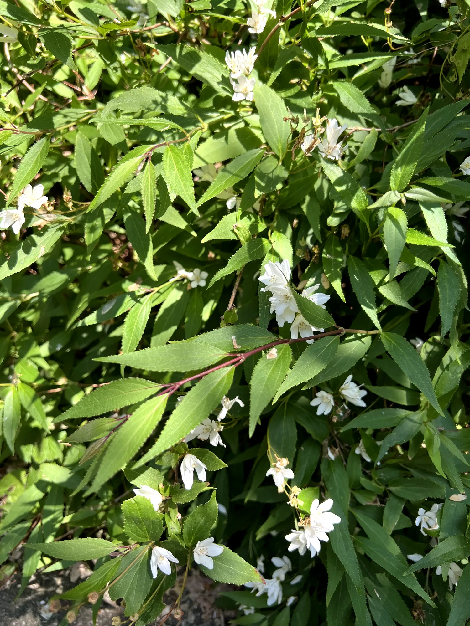 Deutzia gracilis, slender deutzia — mounding deciduous (Hydrangeaceae) (image 5 of 21)