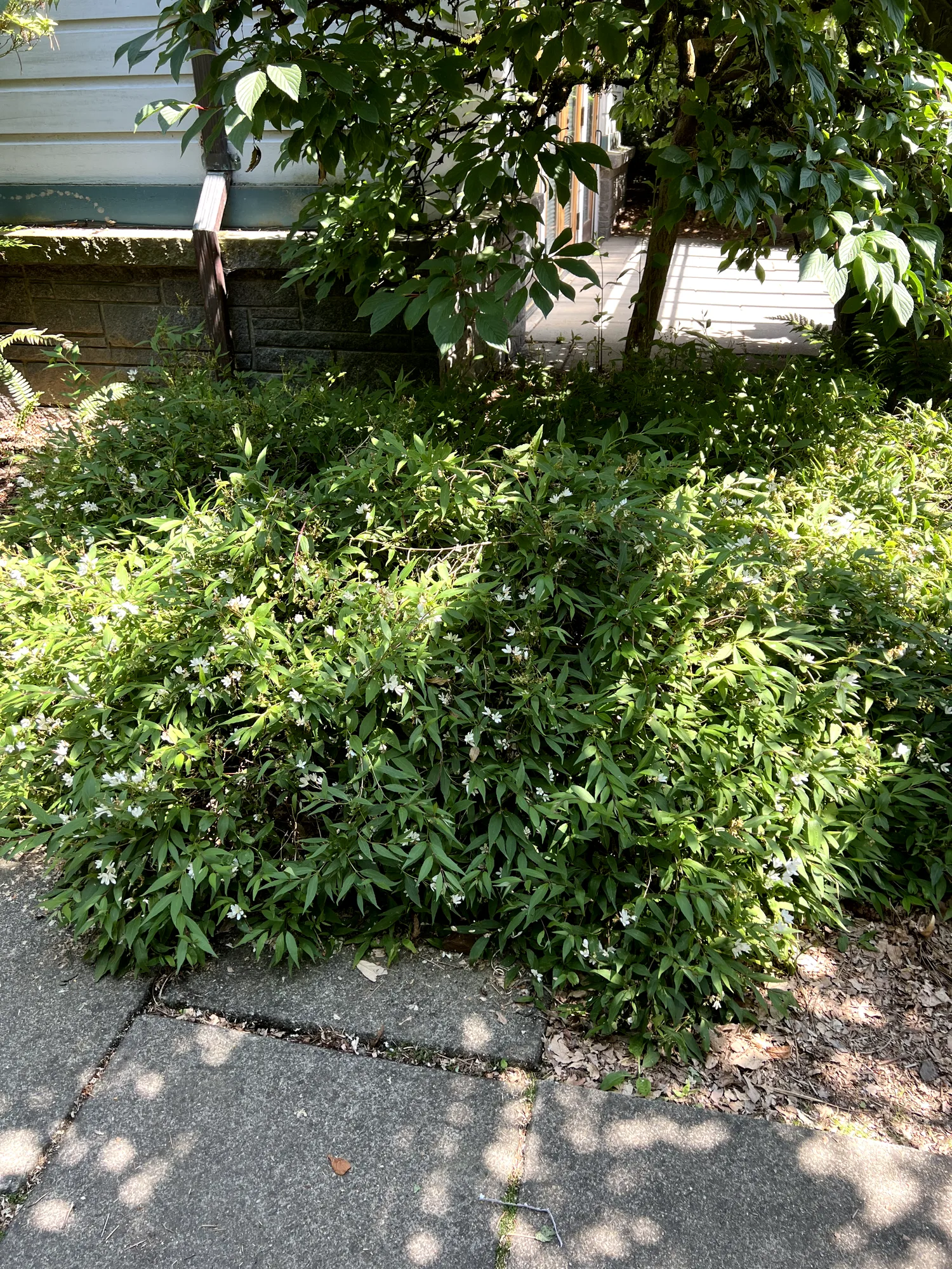 Deutzia gracilis, slender deutzia — mounding deciduous (Hydrangeaceae) (image 8 of 21)