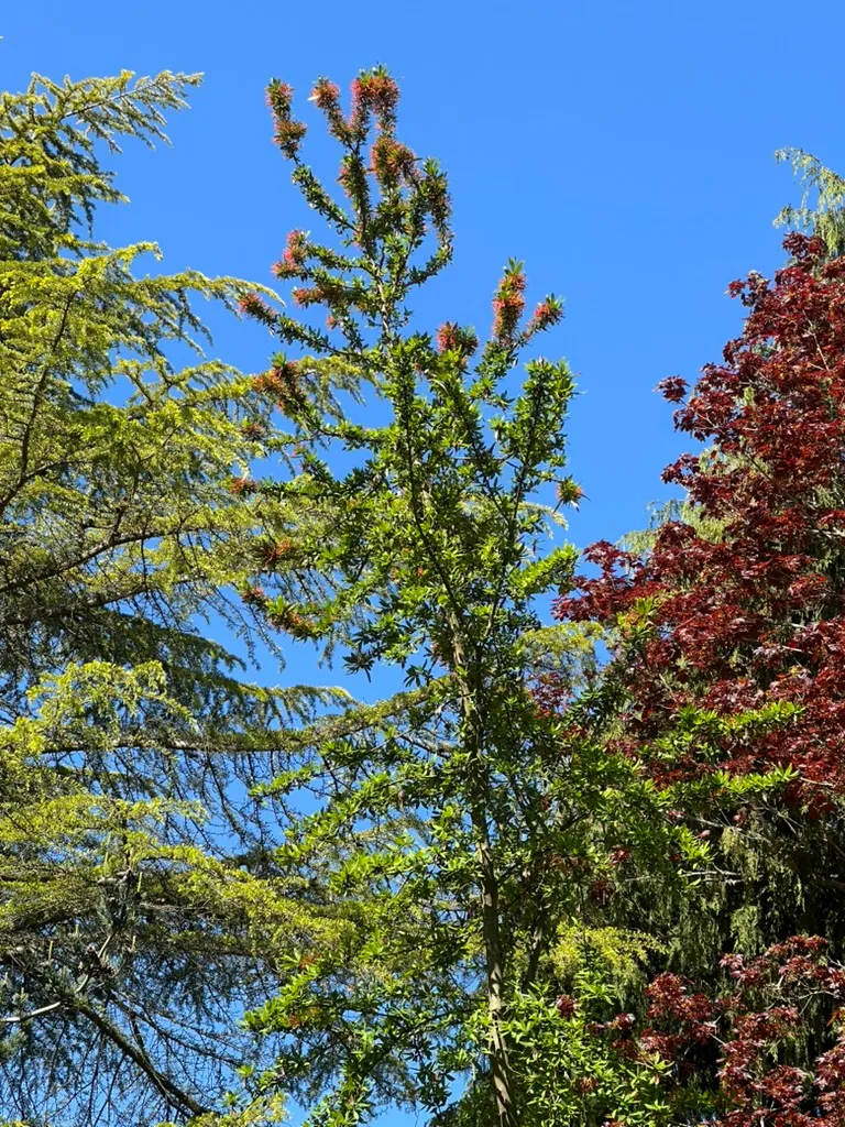Embothrium coccineum, Chilean fire tree