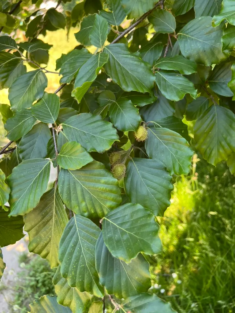 Fagus sylvatica, European beech