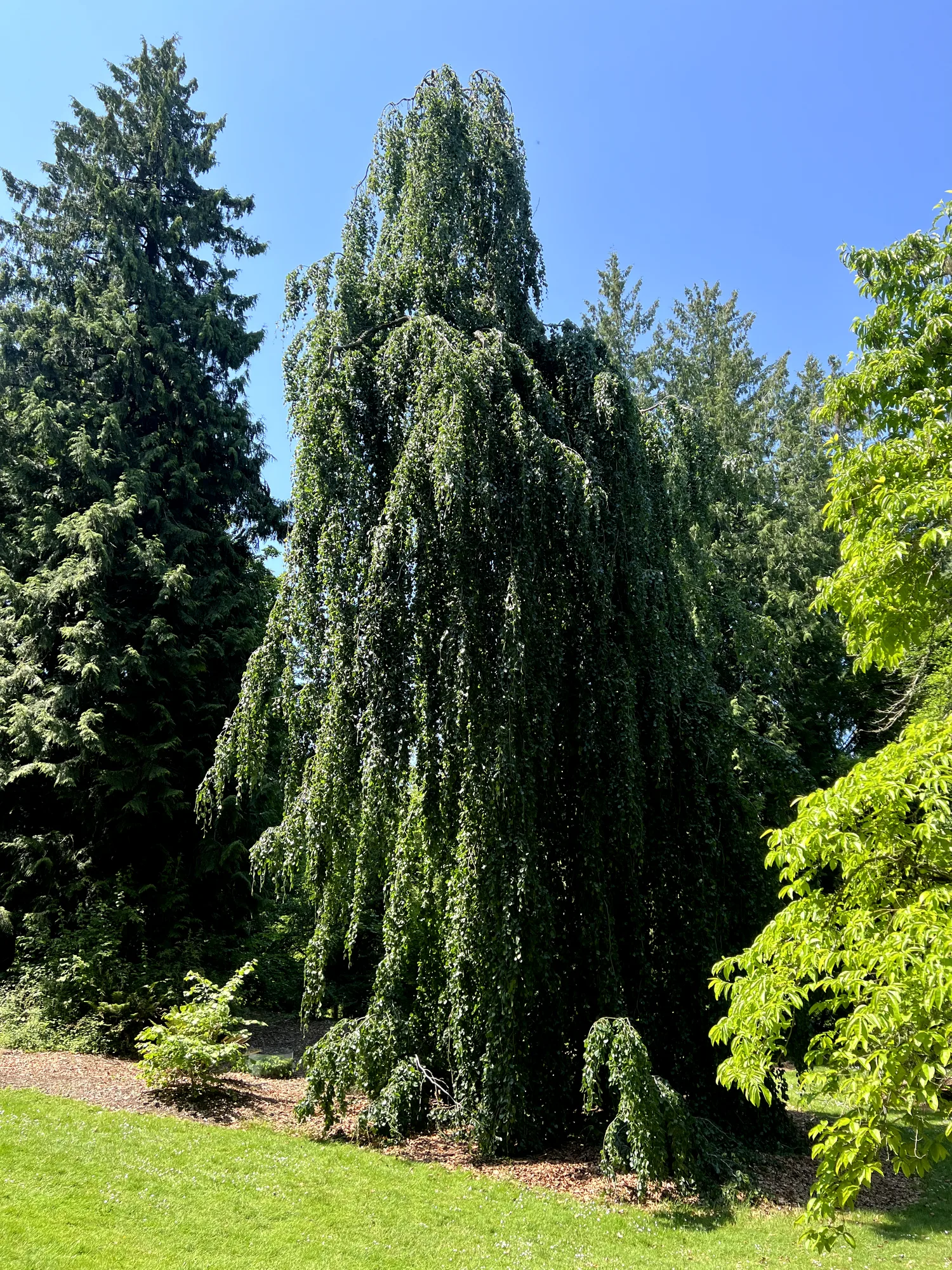 Fagus sylvatica 'Pendula', weeping beech — spreading deciduous (Fagaceae) (image 1 of 9)