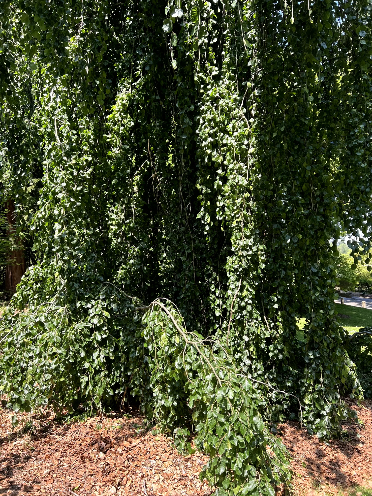 Fagus sylvatica 'Pendula', weeping beech — spreading deciduous (Fagaceae) (image 2 of 9)