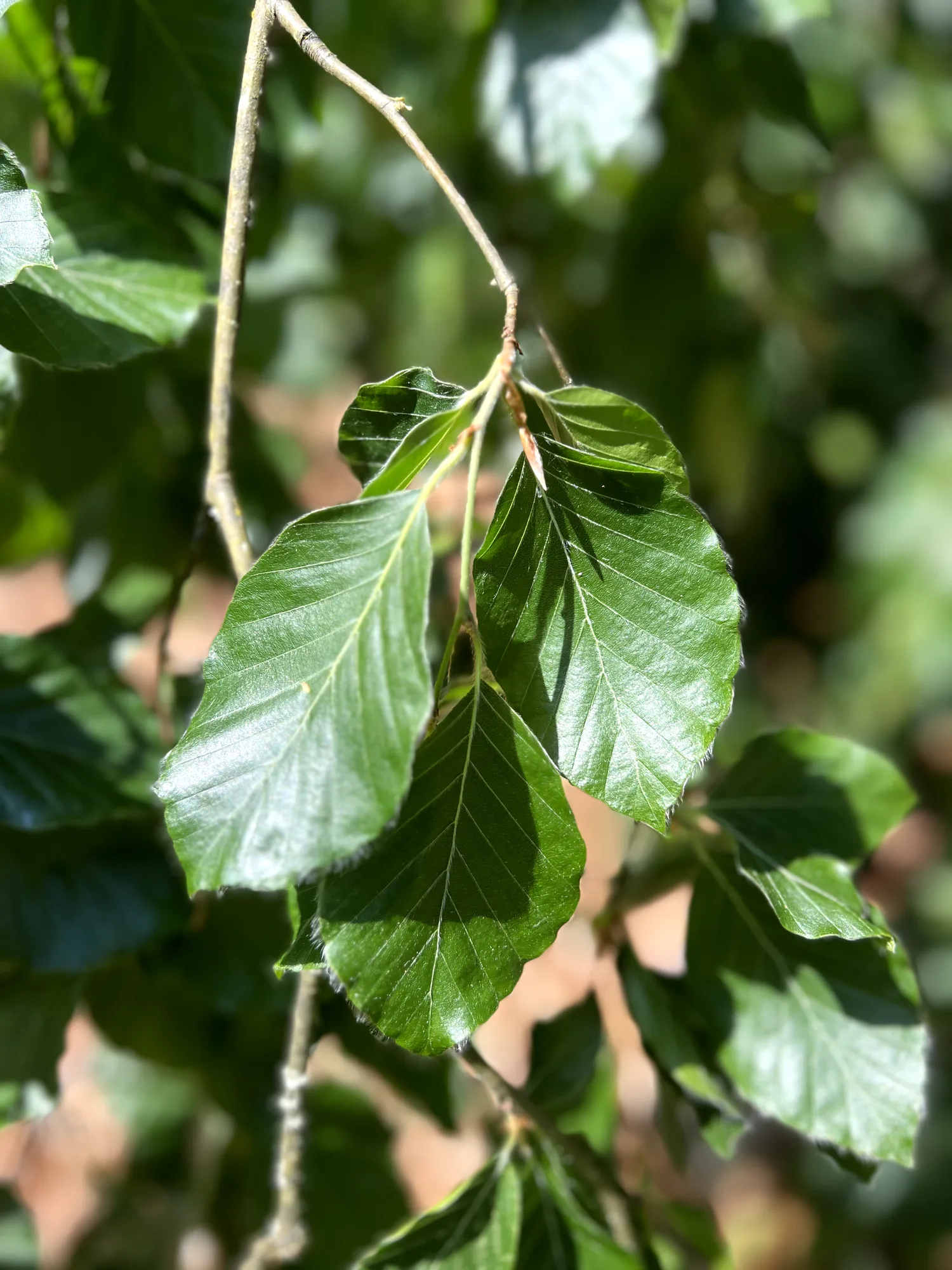 Fagus sylvatica 'Pendula', weeping beech — spreading deciduous (Fagaceae) (image 3 of 9)
