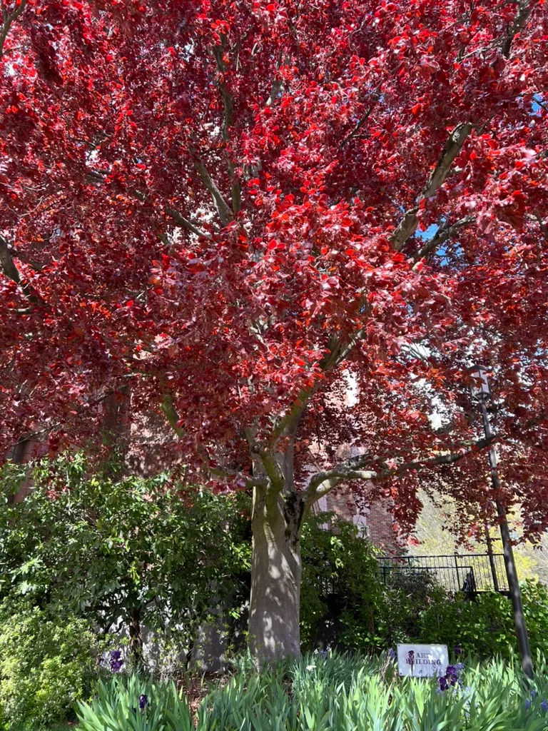 Fagus sylvatica var. atropurpurea atropurpurea, purple beech