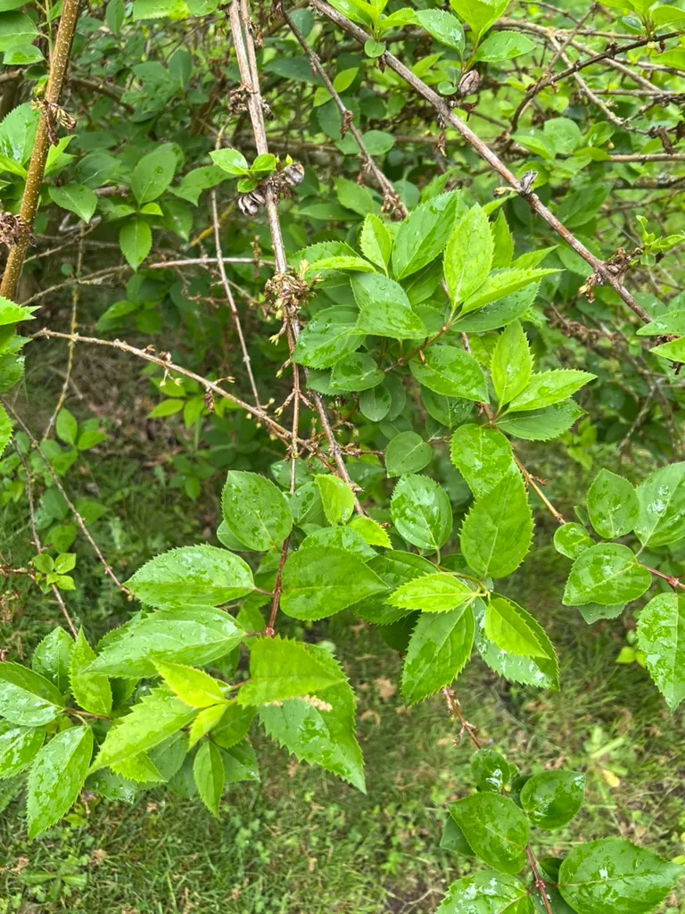 Forsythia x intermedia, hybrid forsythia